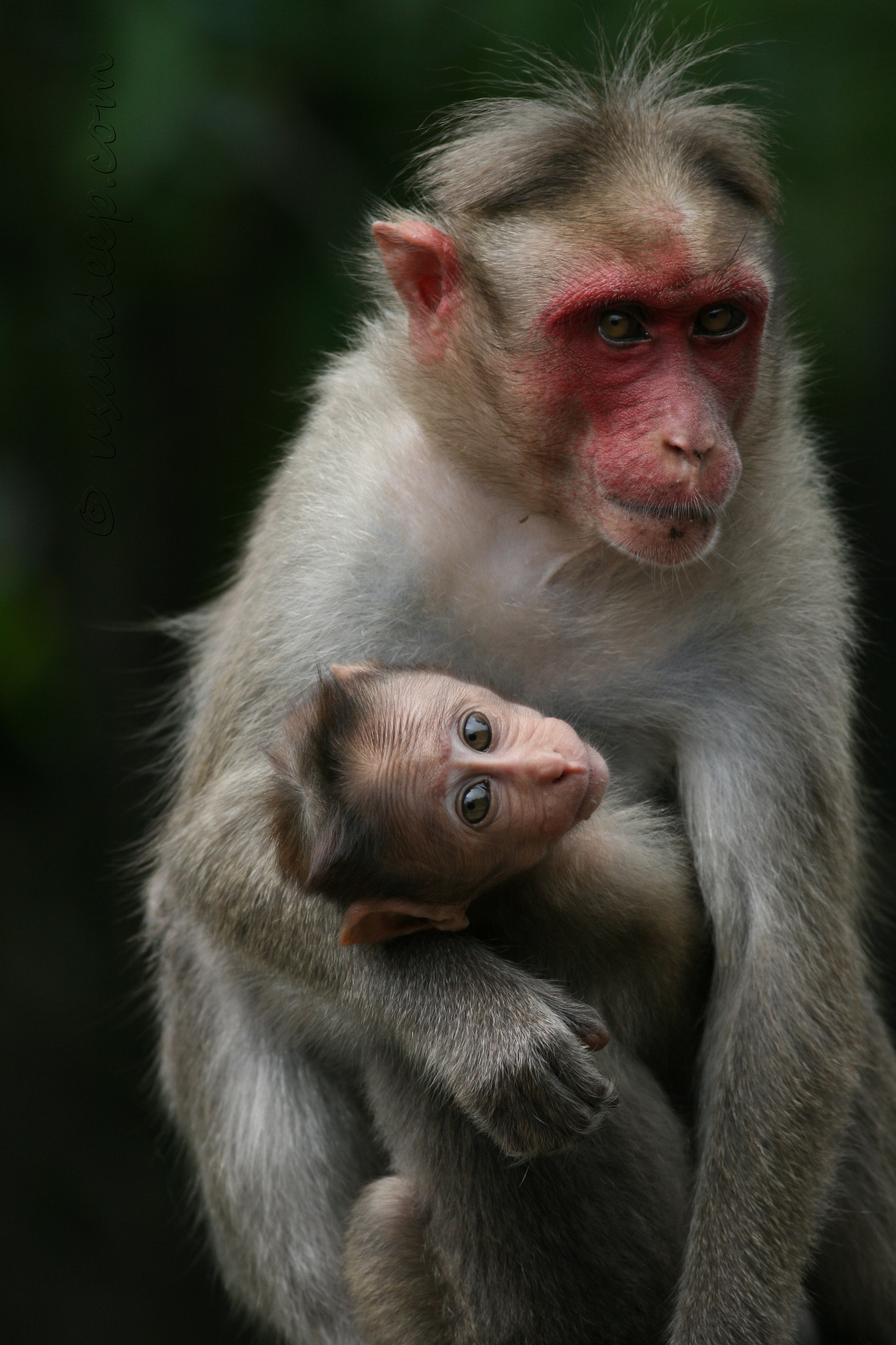 Sandeep 's World >> Baby monkey and mom at Lakkidi