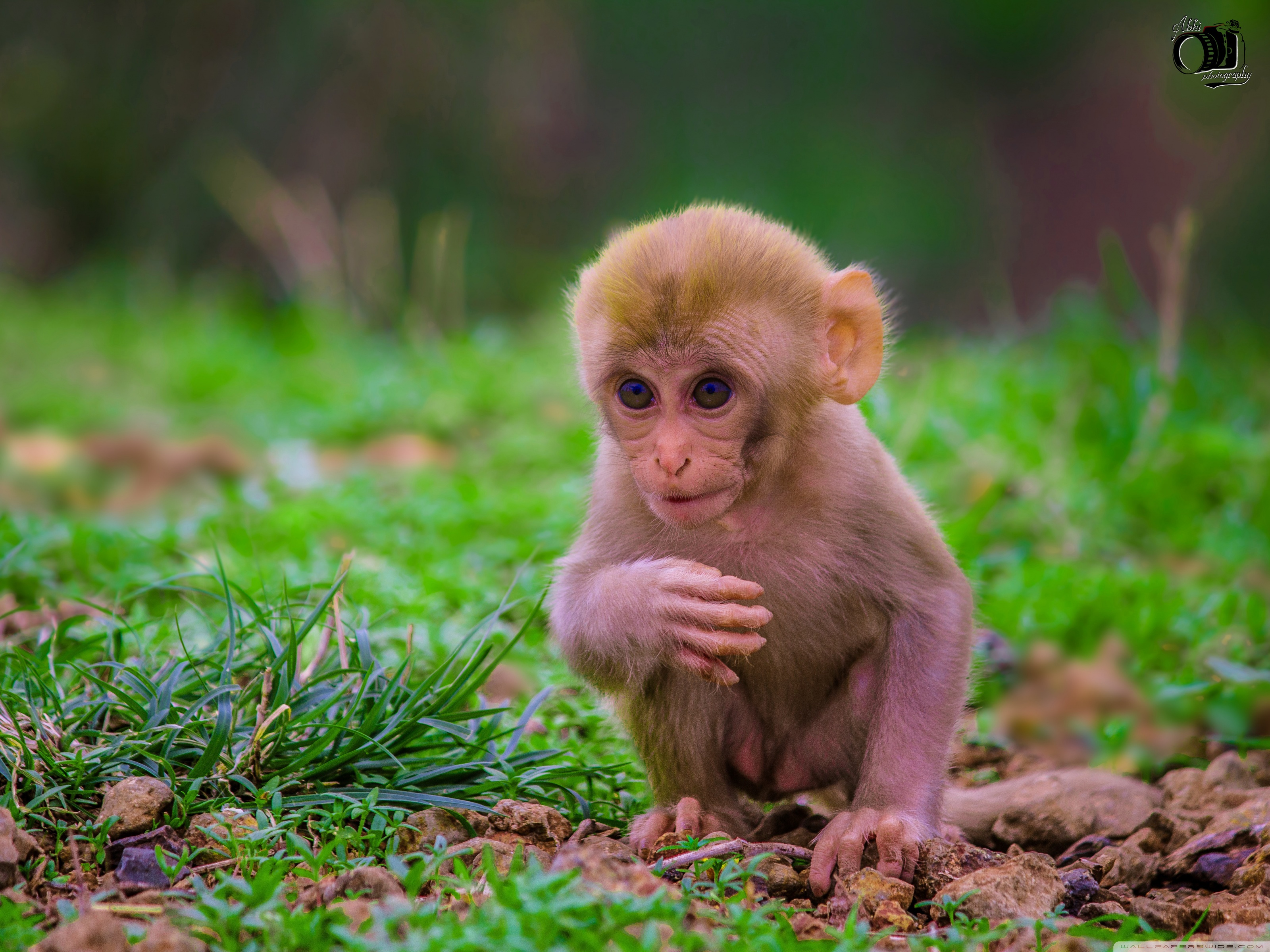 Cute Baby Monkey ❤ 4K HD Desktop Wallpaper for 4K Ultra HD TV ...