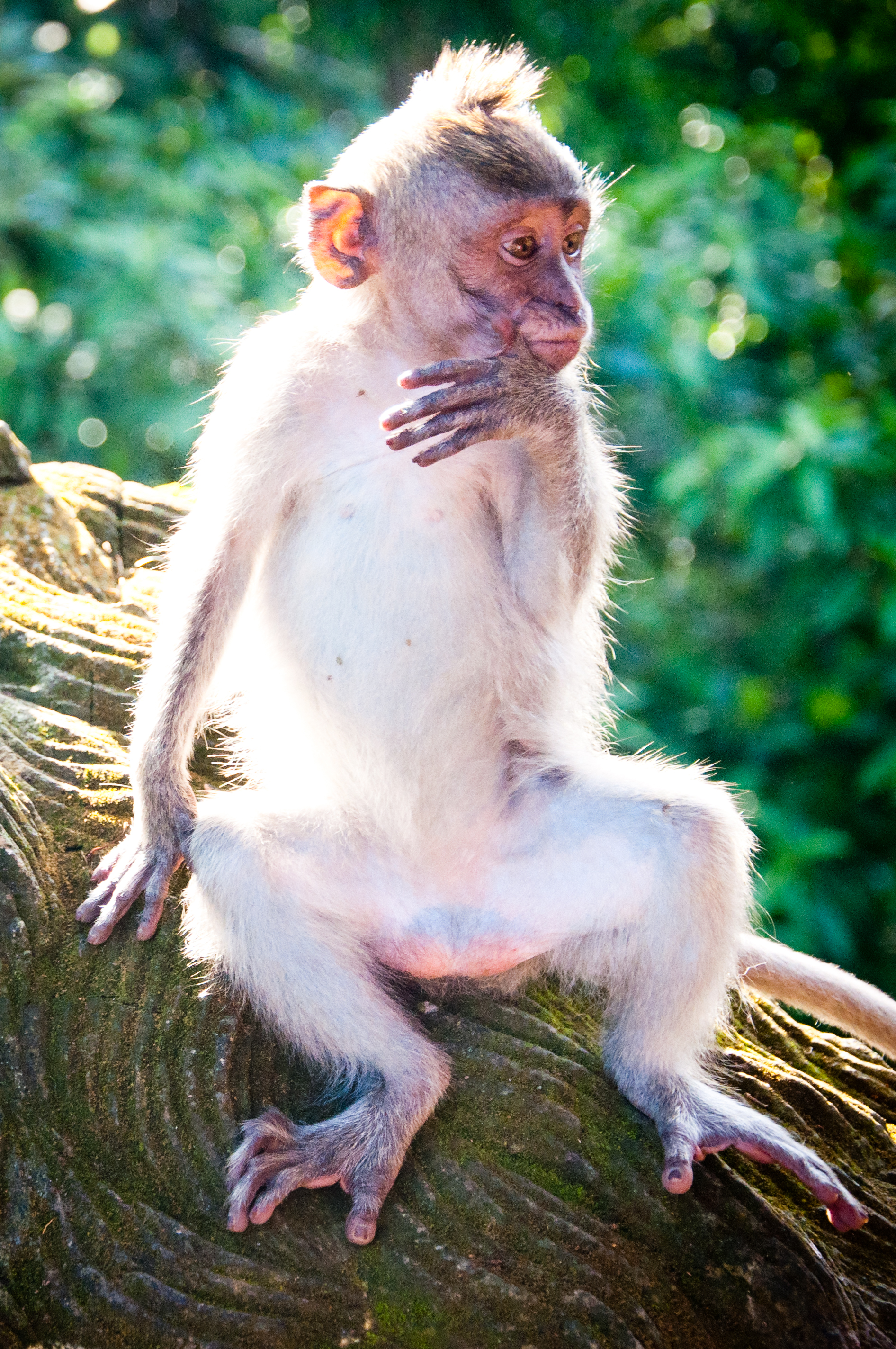 Baby monkey, Ancestor, Photo, Image, Infant, HQ Photo