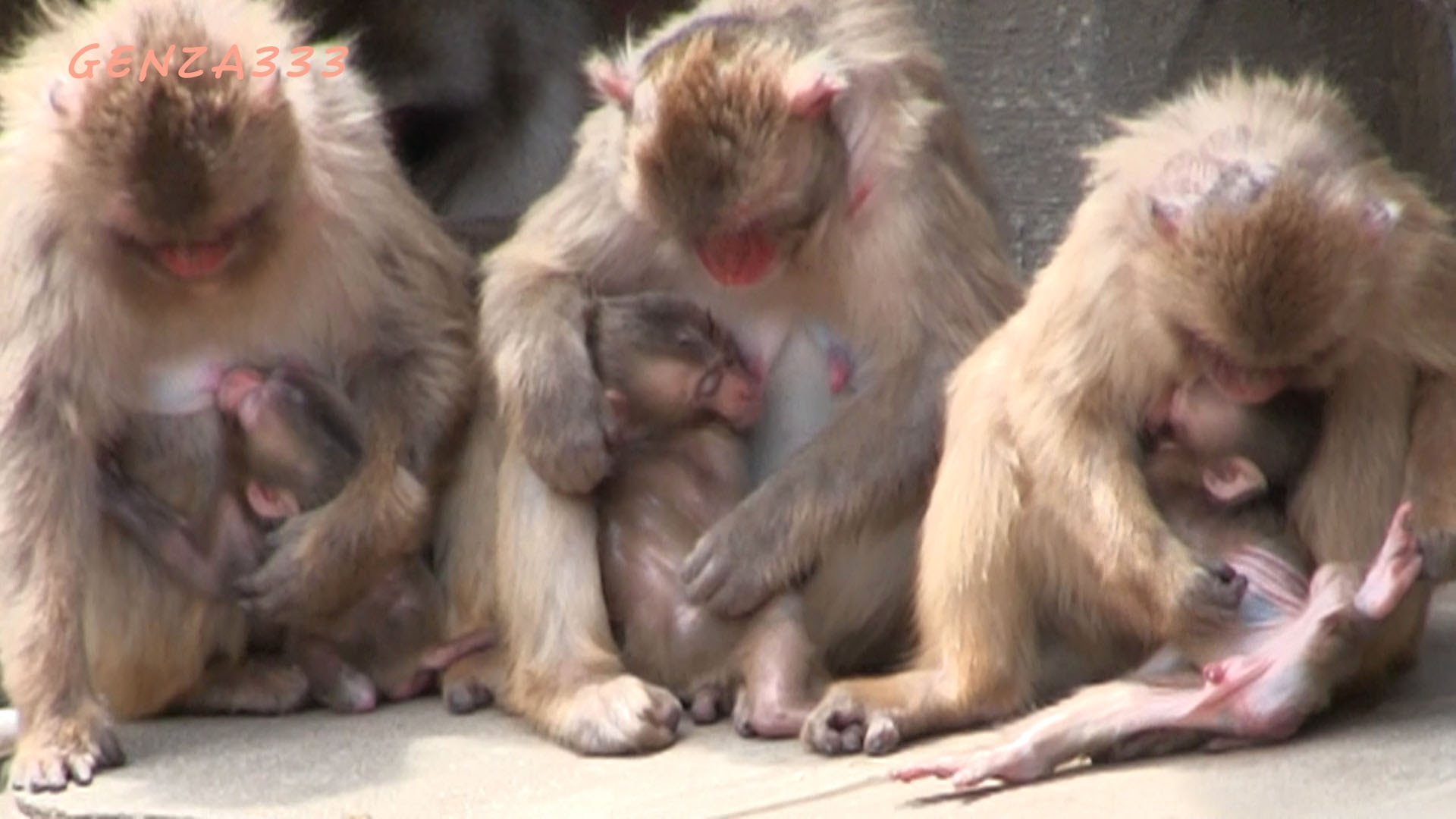 Baby monkeys and moms : Cute Baby Monkey newborn - YouTube
