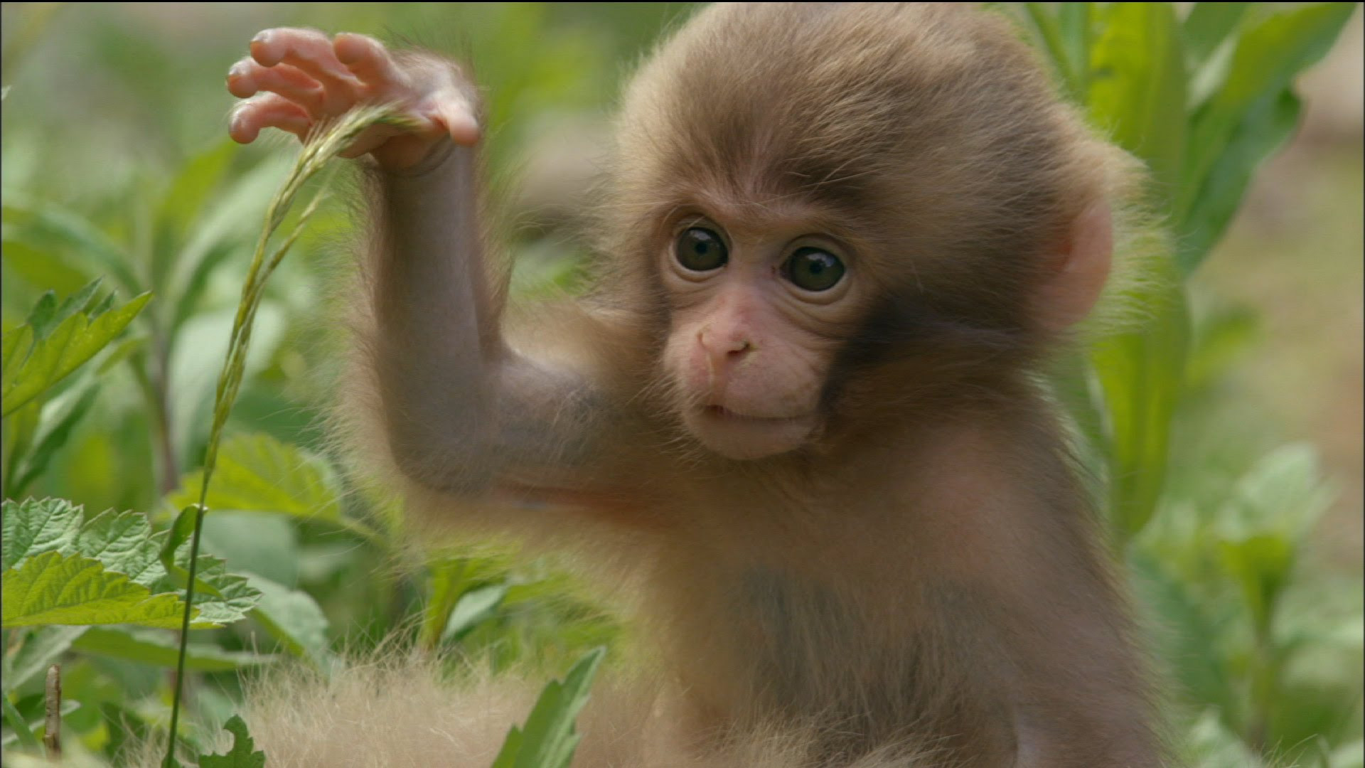 Cute Baby Monkey Eats And Sleeps YouTube Unusual Images | ohidul.me