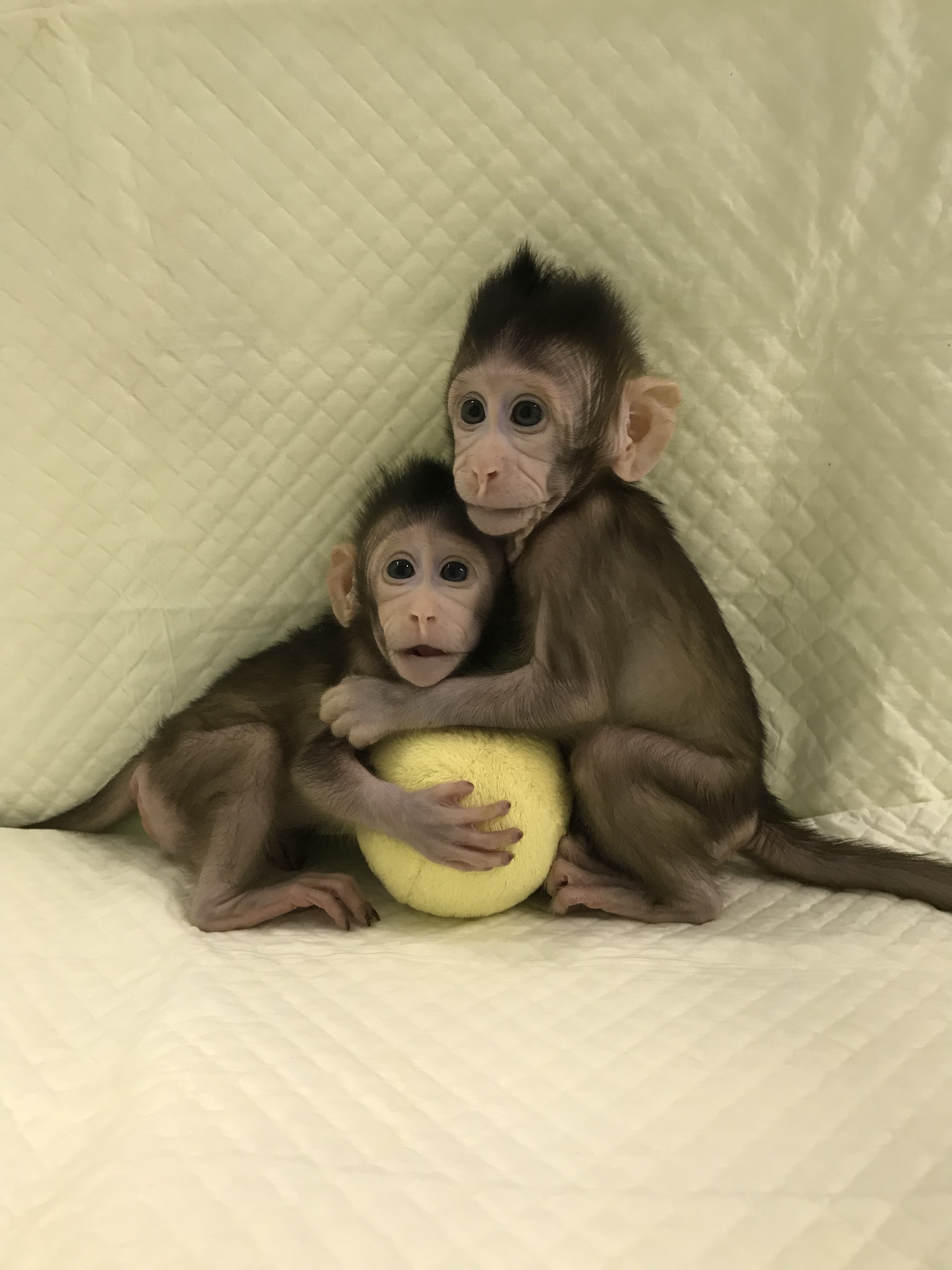 These baby monkeys are first cloned primates created using the Dolly ...