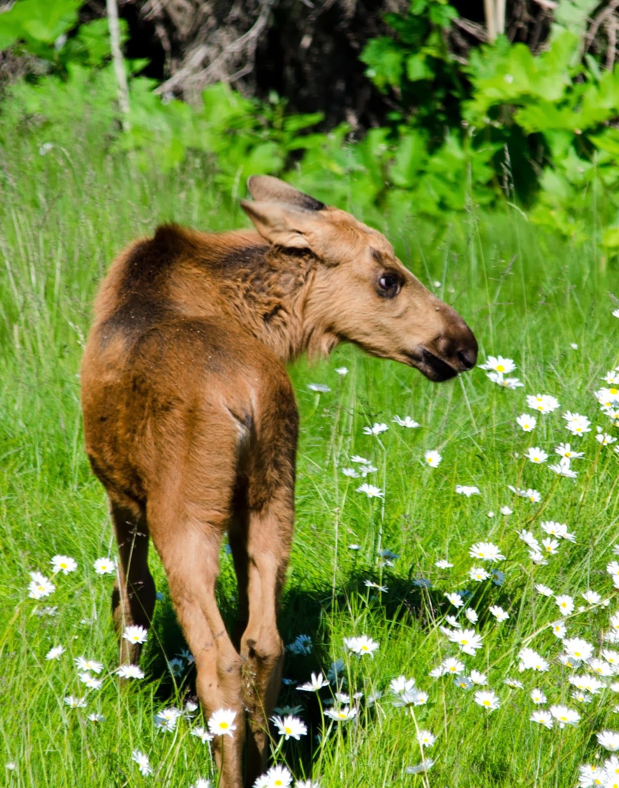 Experience - Viewing Baby Moose | baby-moose | Pinterest | Moose