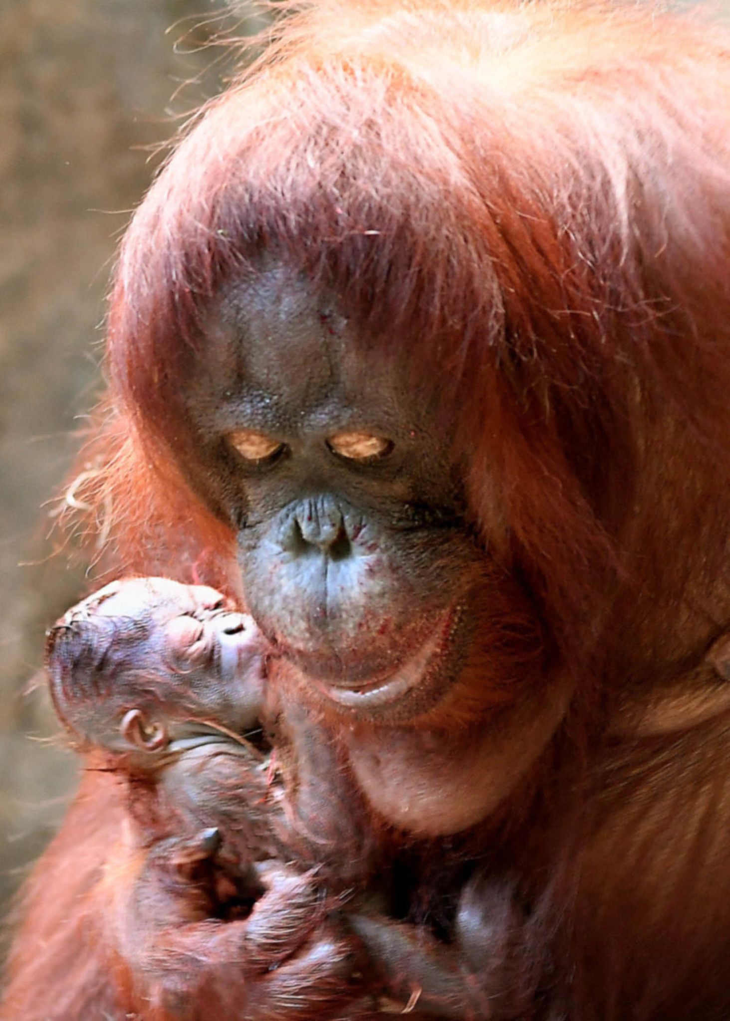 Baby orangutan photo