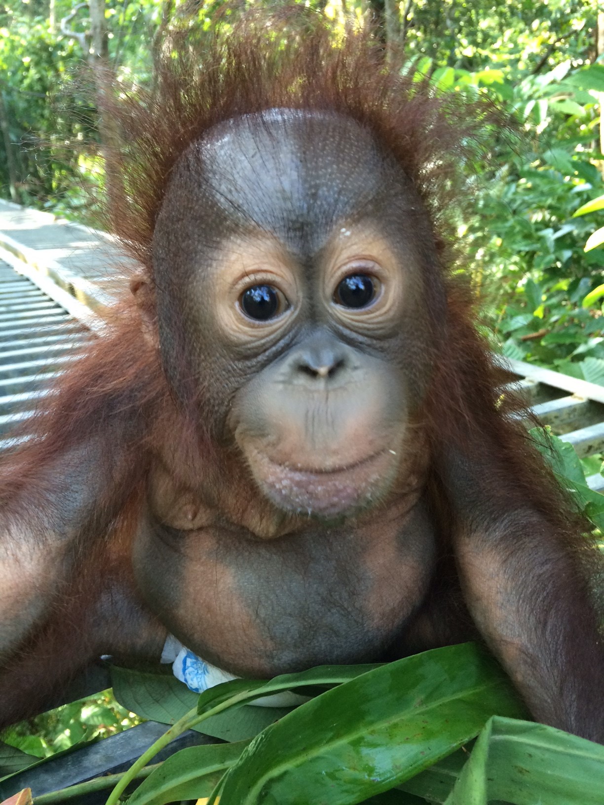 Meet Josh the Orphaned Baby Borneo Orangutan | The Great Projects