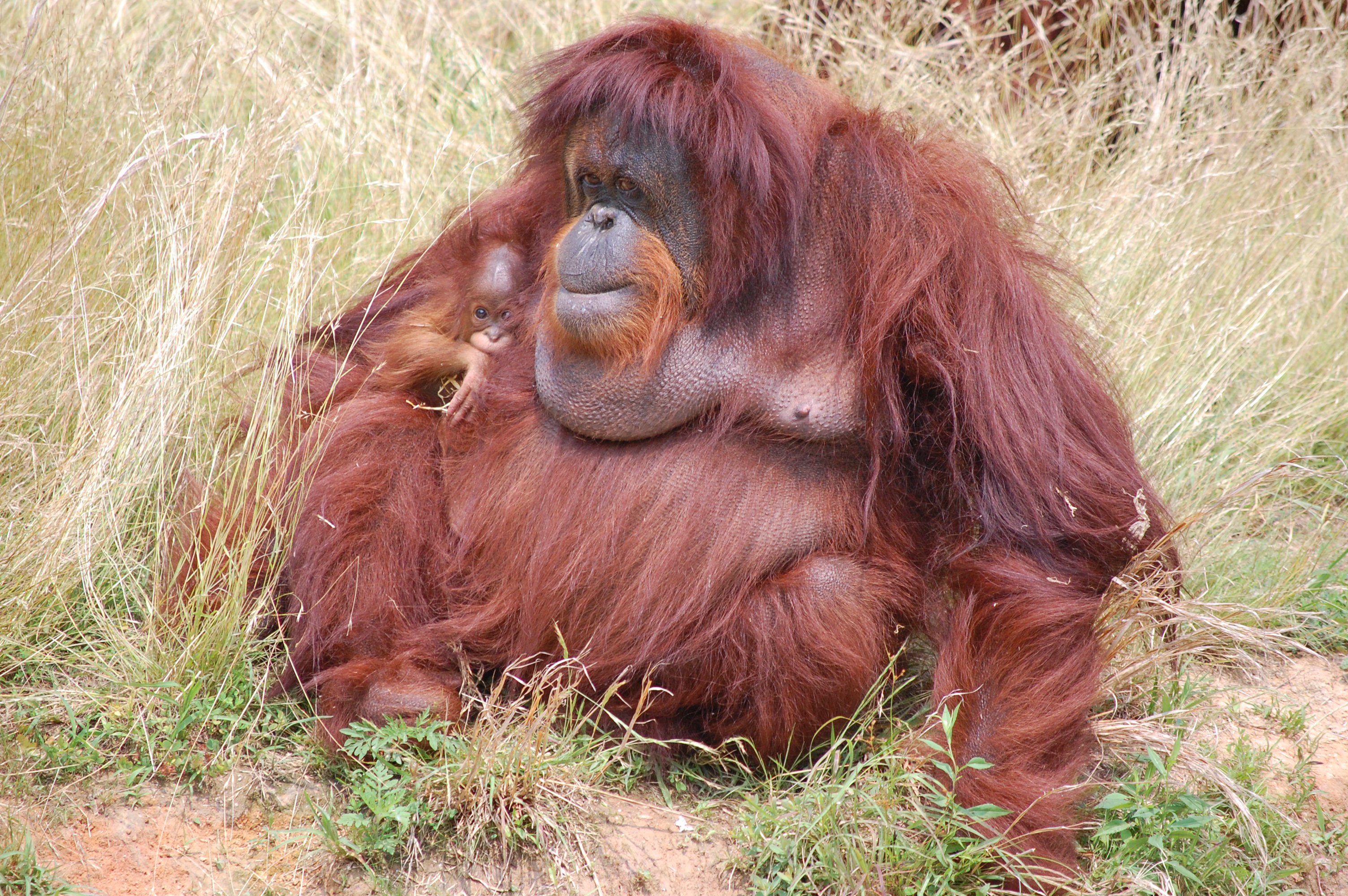 Warmer weather brings out baby orangutan 'RJ' at Richmond Zoo | WTVR.com
