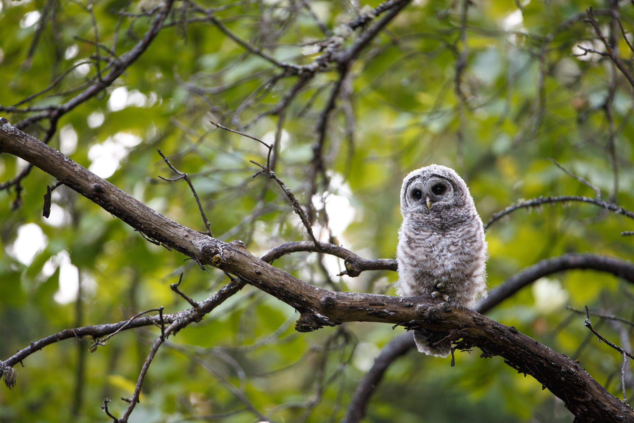 How Baby Owls Nap Without Falling From Their Trees | Audubon