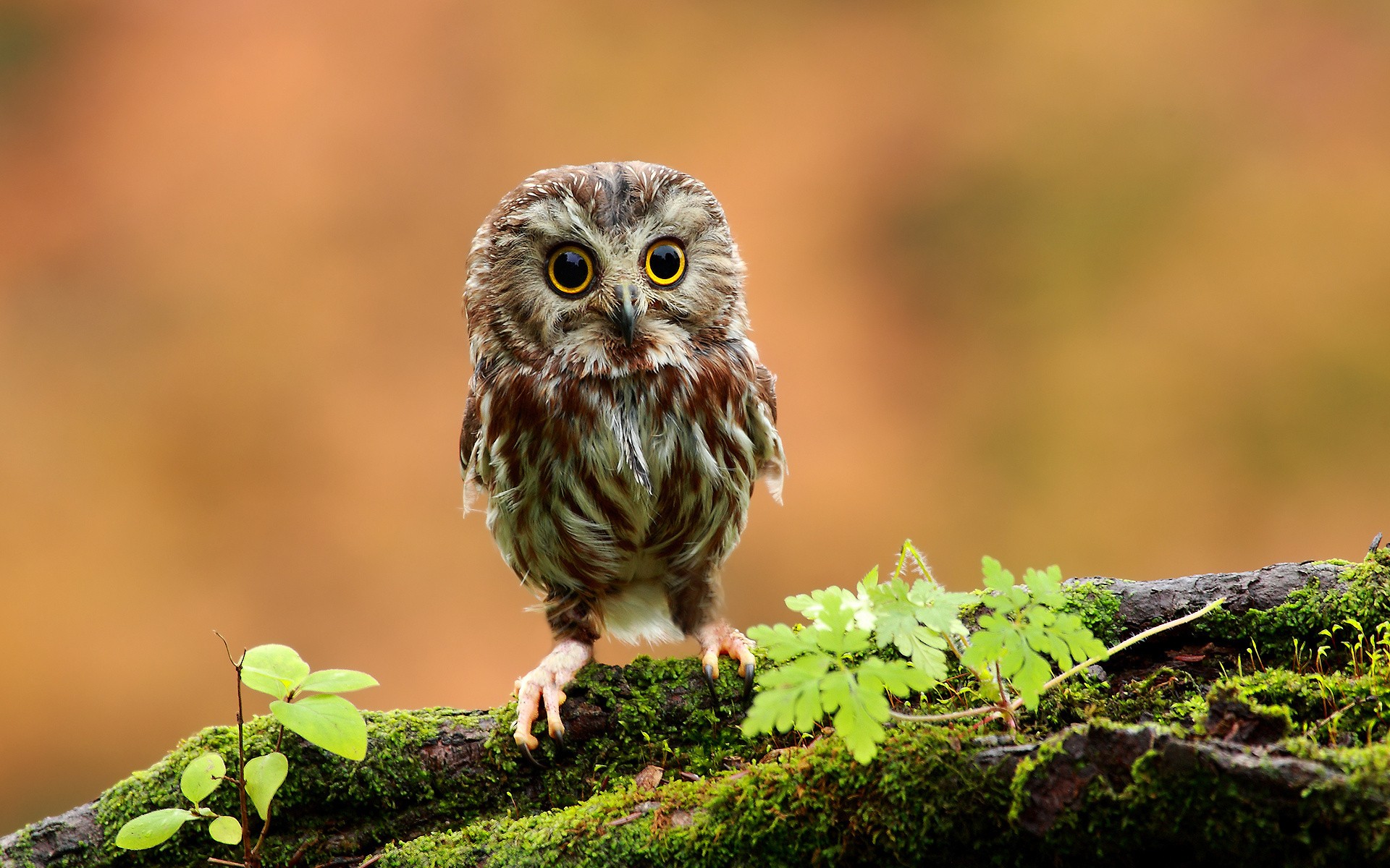 Daily Wallpaper: Baby Owl | I Like To Waste My Time