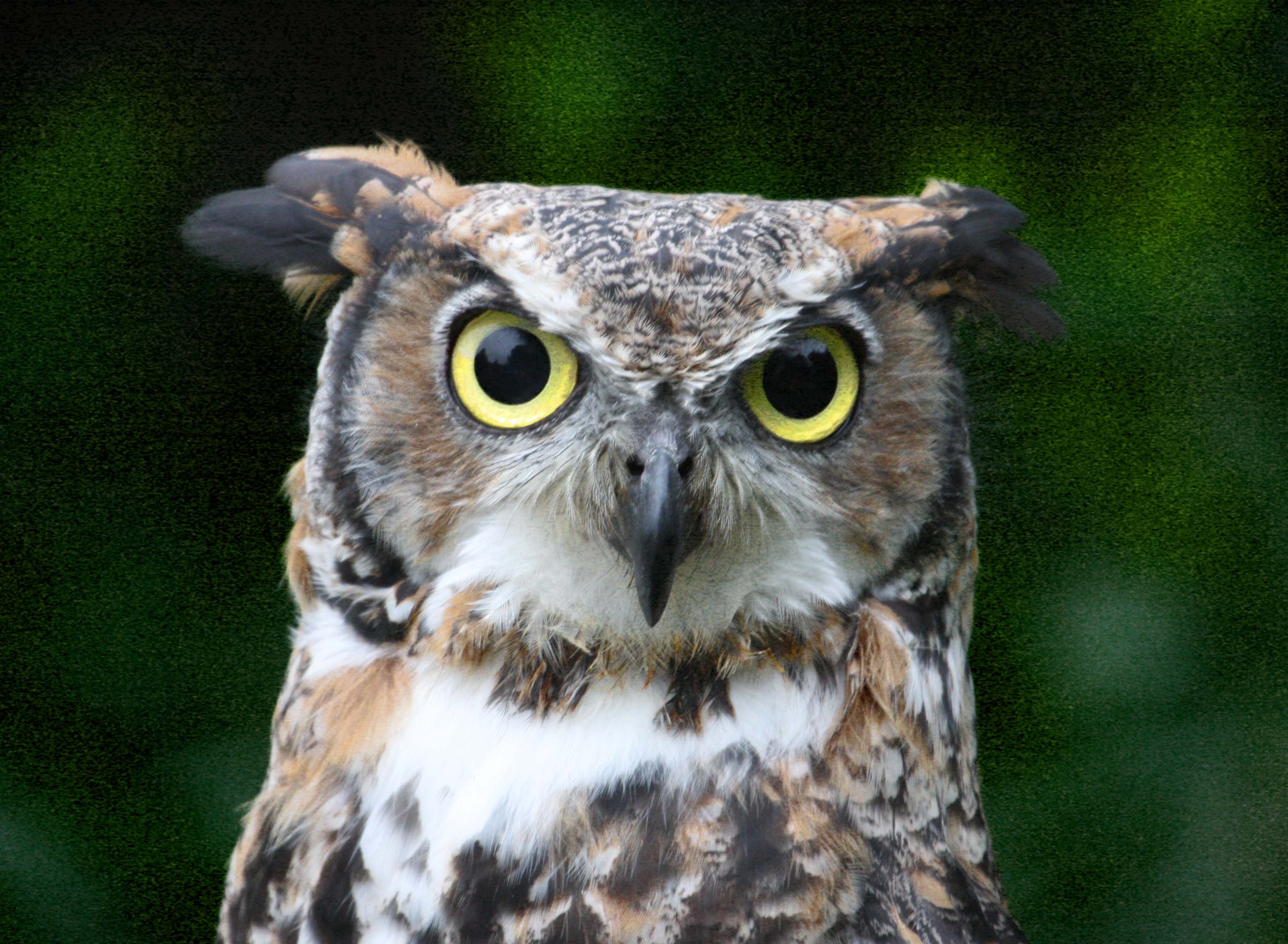 Baby Owl | MJ Springett