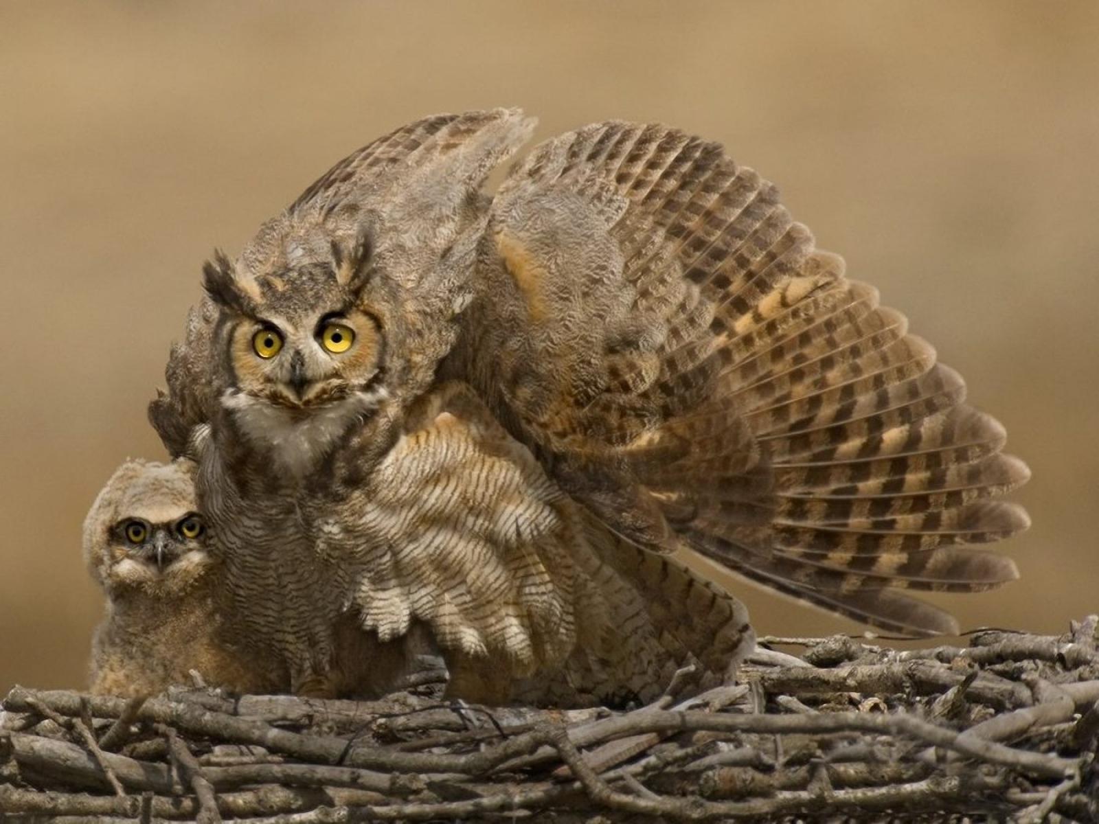 Baby owl wallpapers | Baby Animals