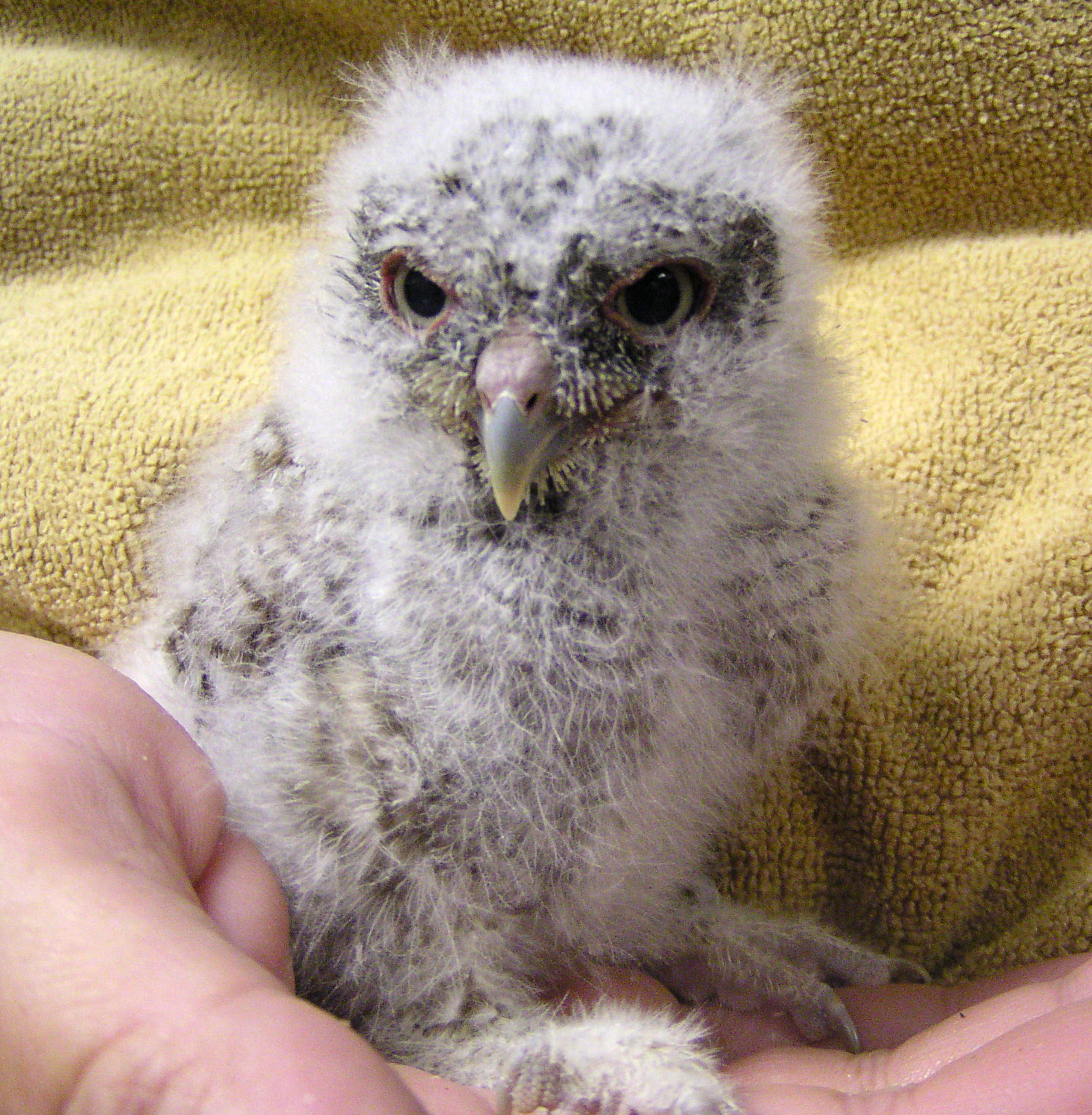 It's raining baby owls | Tallahassee.com Community Blogs