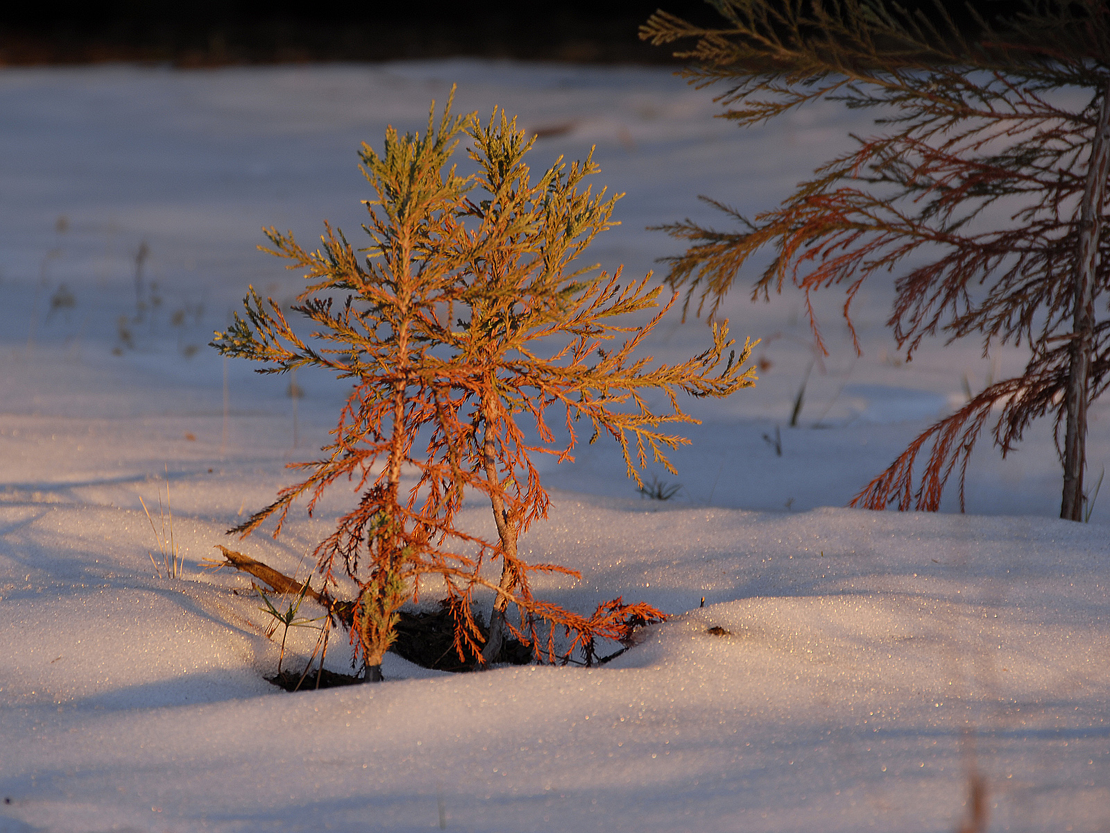 Baby pine in snow at dusk in sequoia nat photo