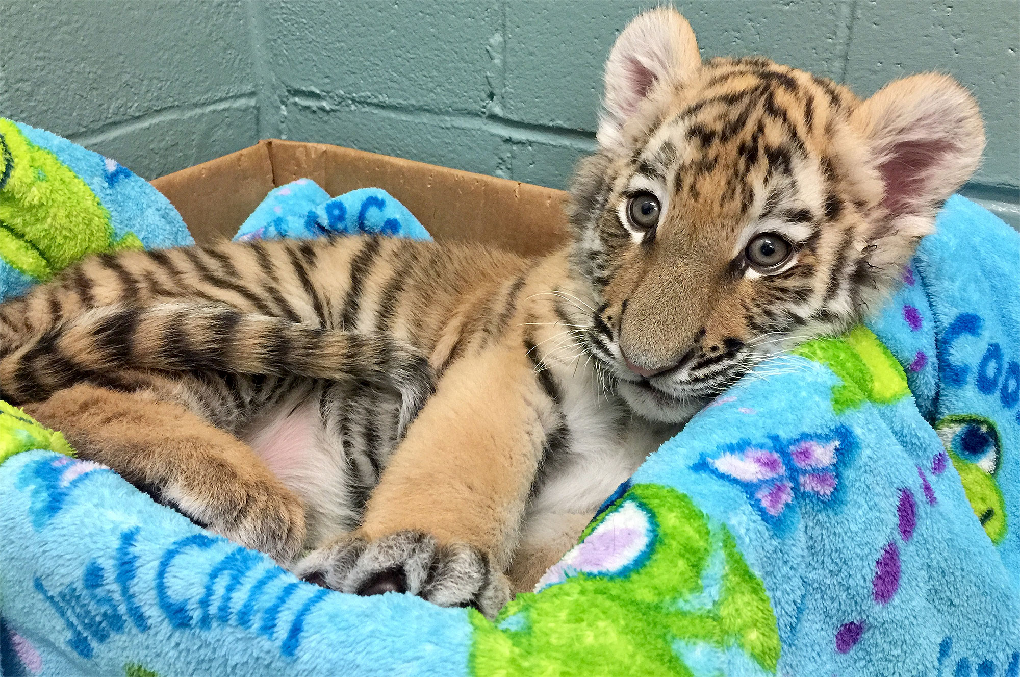 Connecticut's Beardsley Zoo Tiger Cubs Webcam | PEOPLE.com