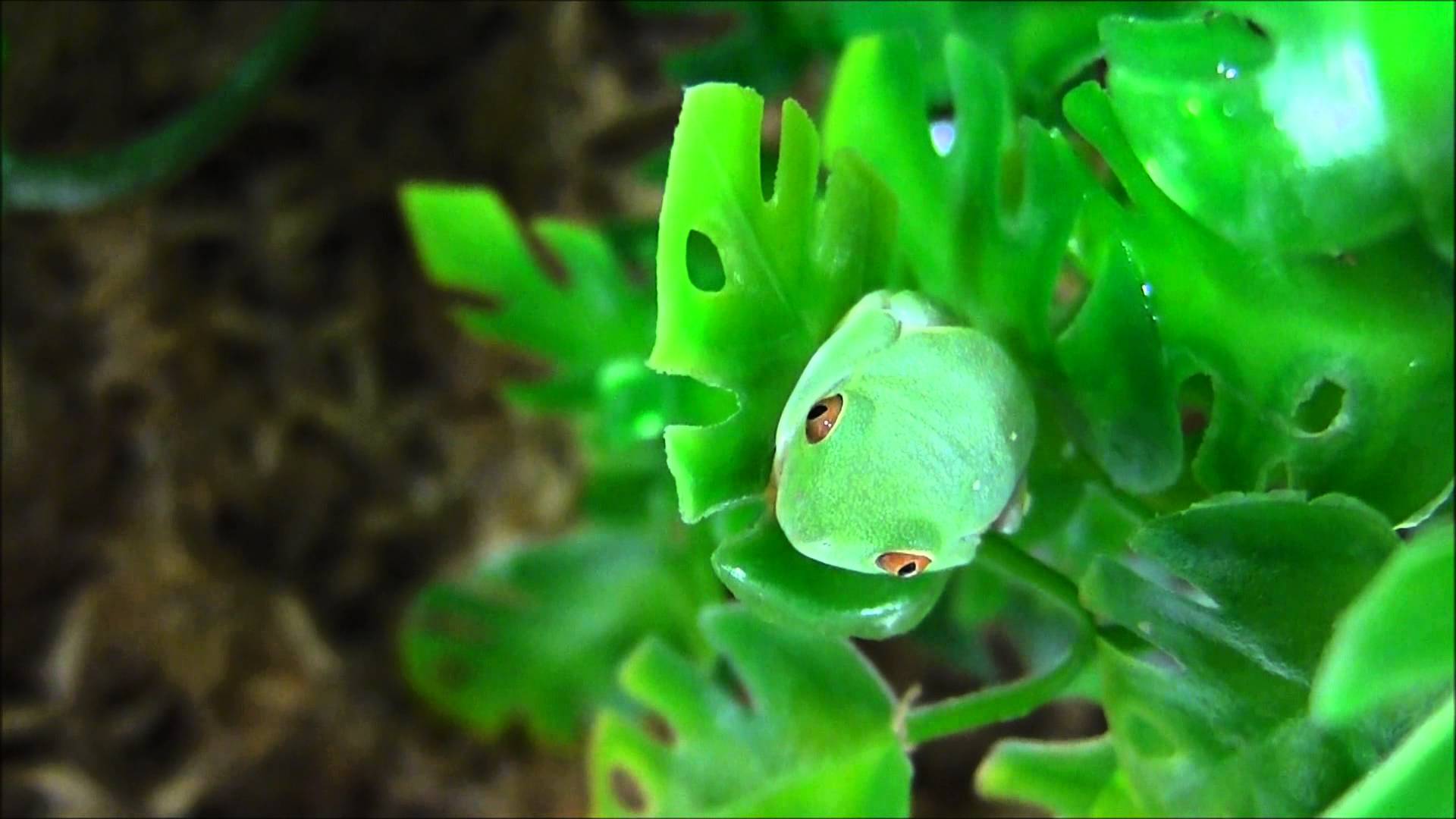 Baby Red Eyed Tree Frogs - YouTube