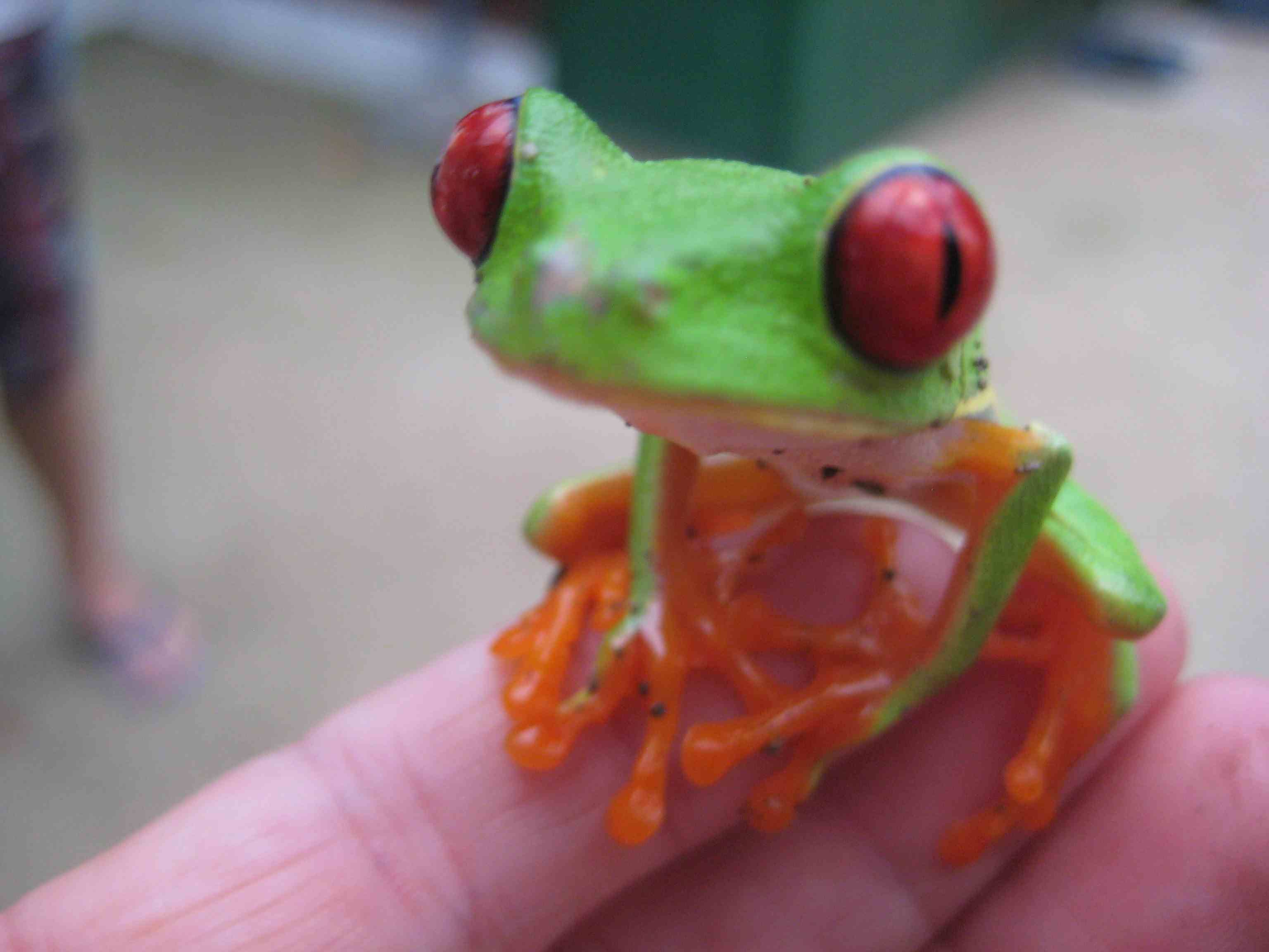 Red Eye Tree frog for sale | Classroom | Pinterest | Tree frogs ...
