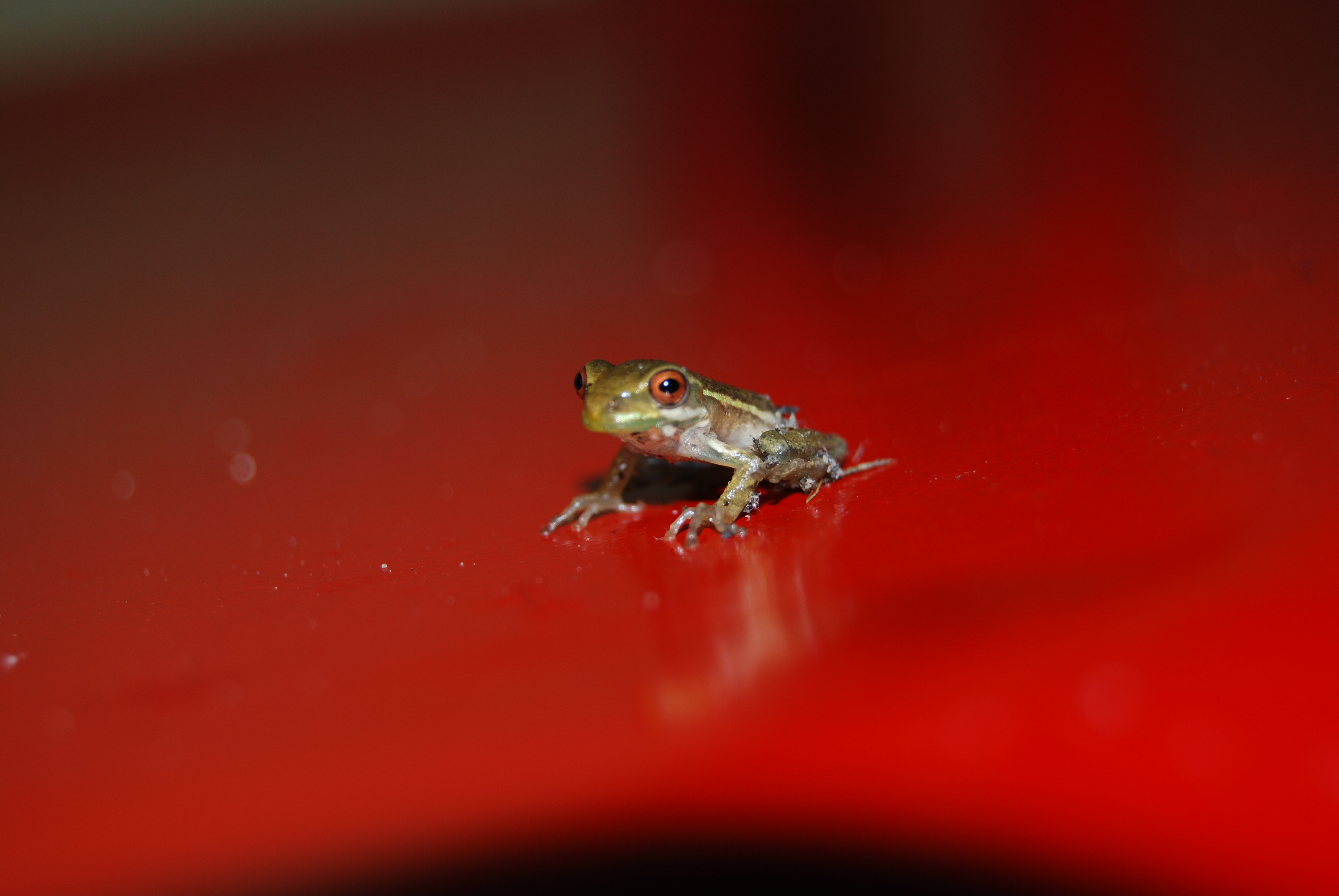 Baby Tree Frog, Baby, Bspo07, Frog, Red, HQ Photo