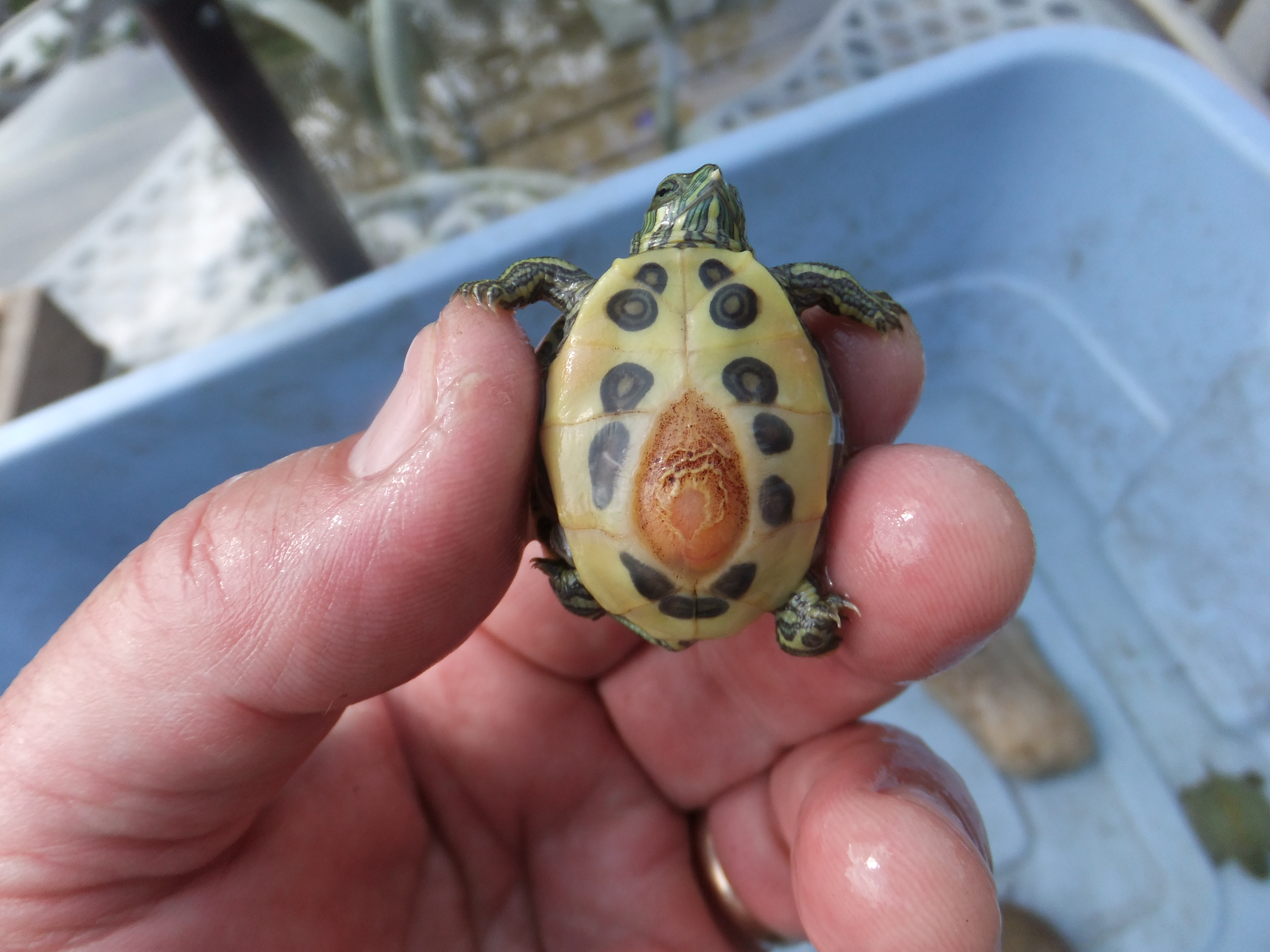 Baby turtles photo