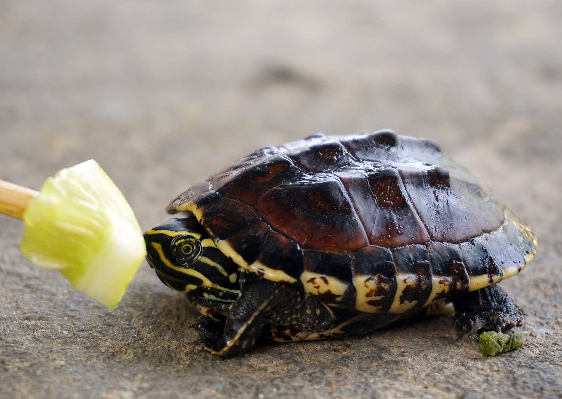 What Do Baby Turtles Eat?