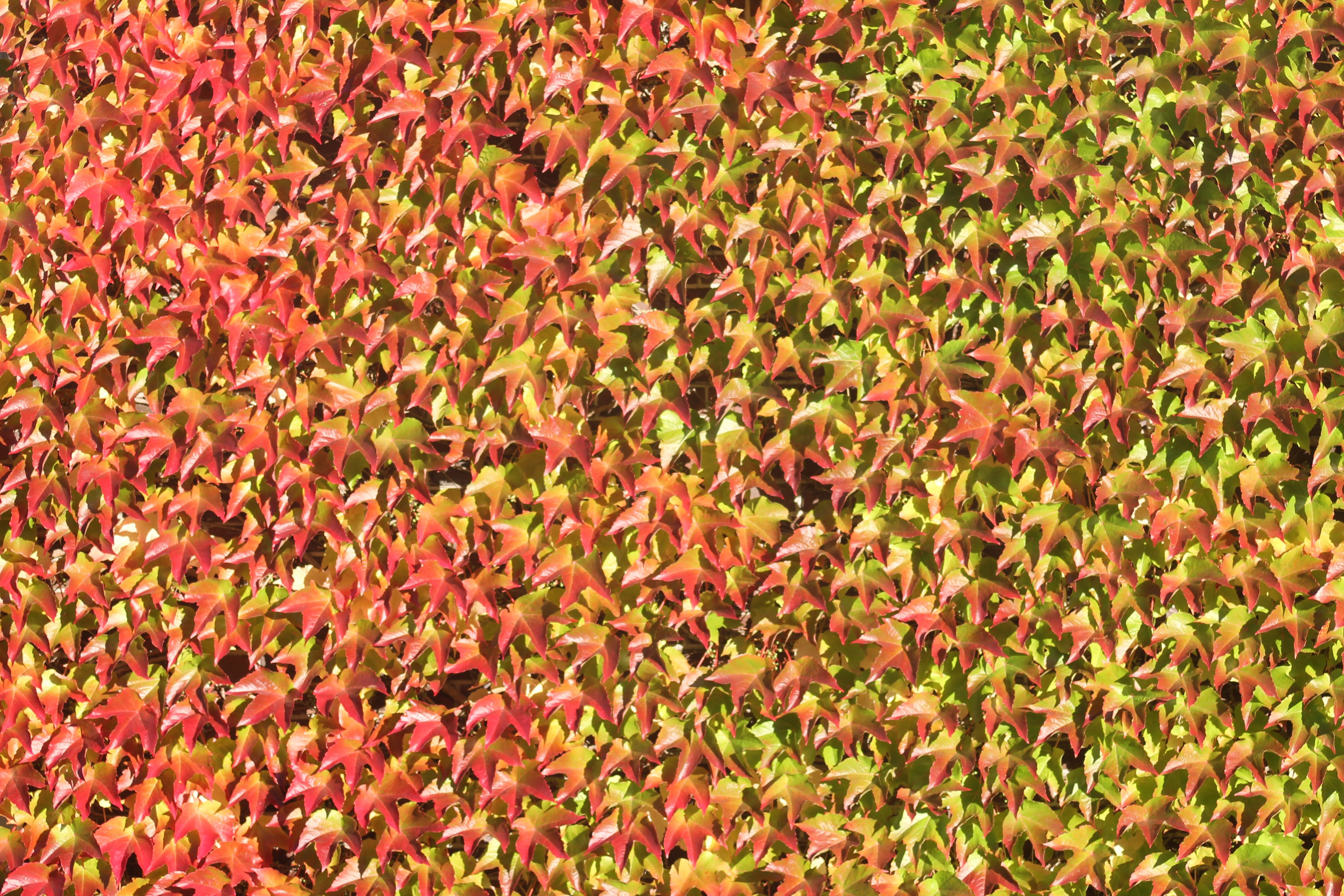 Autumn Leaves background pattern image - Free stock photo - Public ...