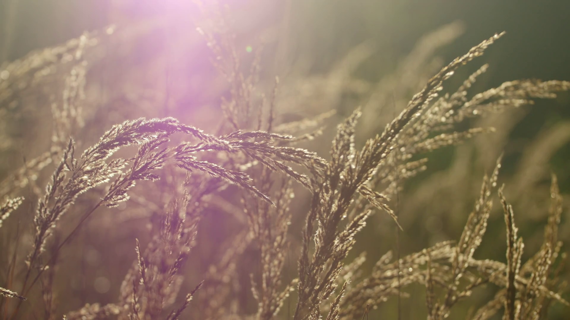 Close-up of a backlit meadow grass swaying during sunrise with flare ...