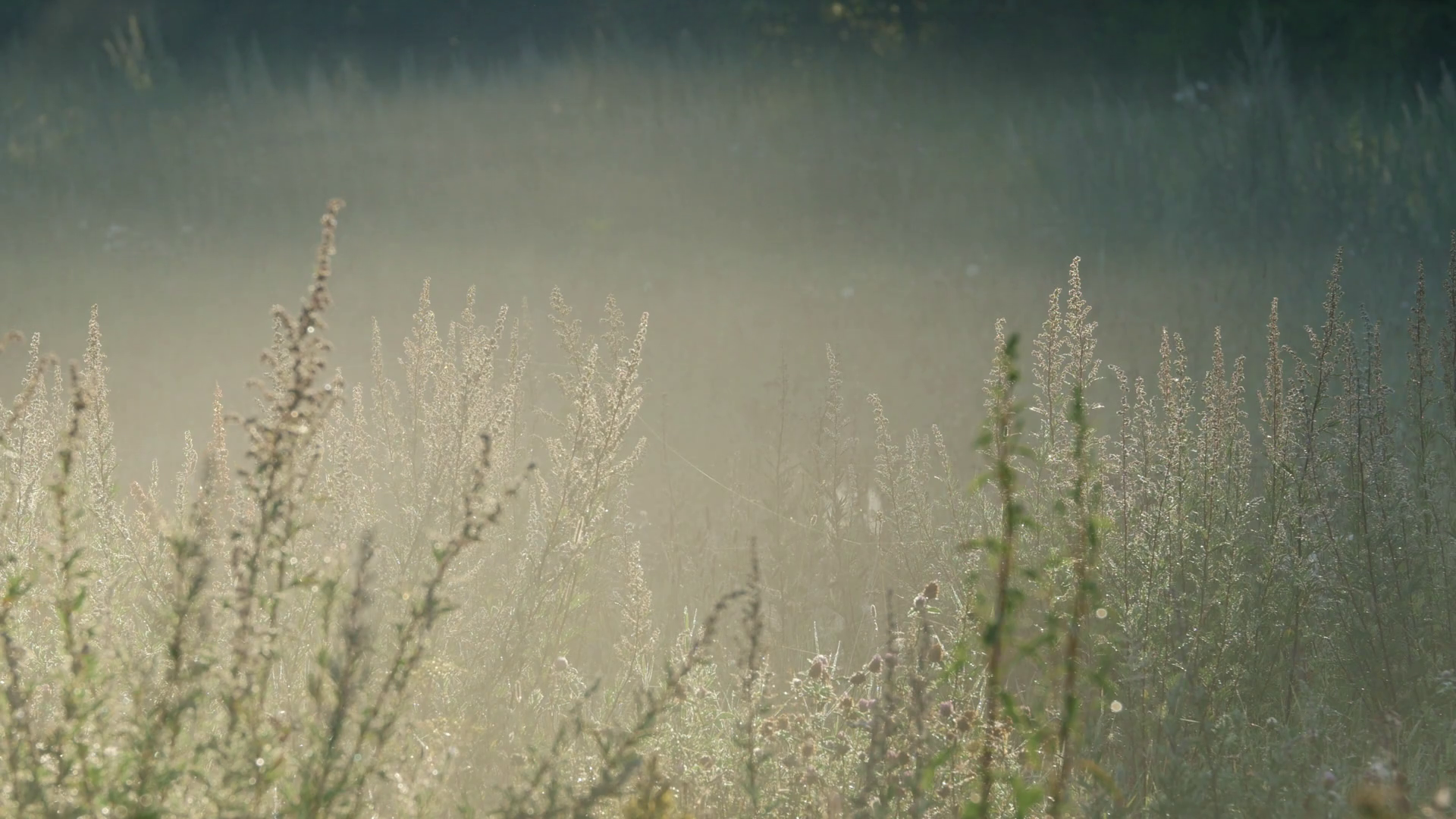 Fog flowing on backlit meadow during sunrise Stock Video Footage ...
