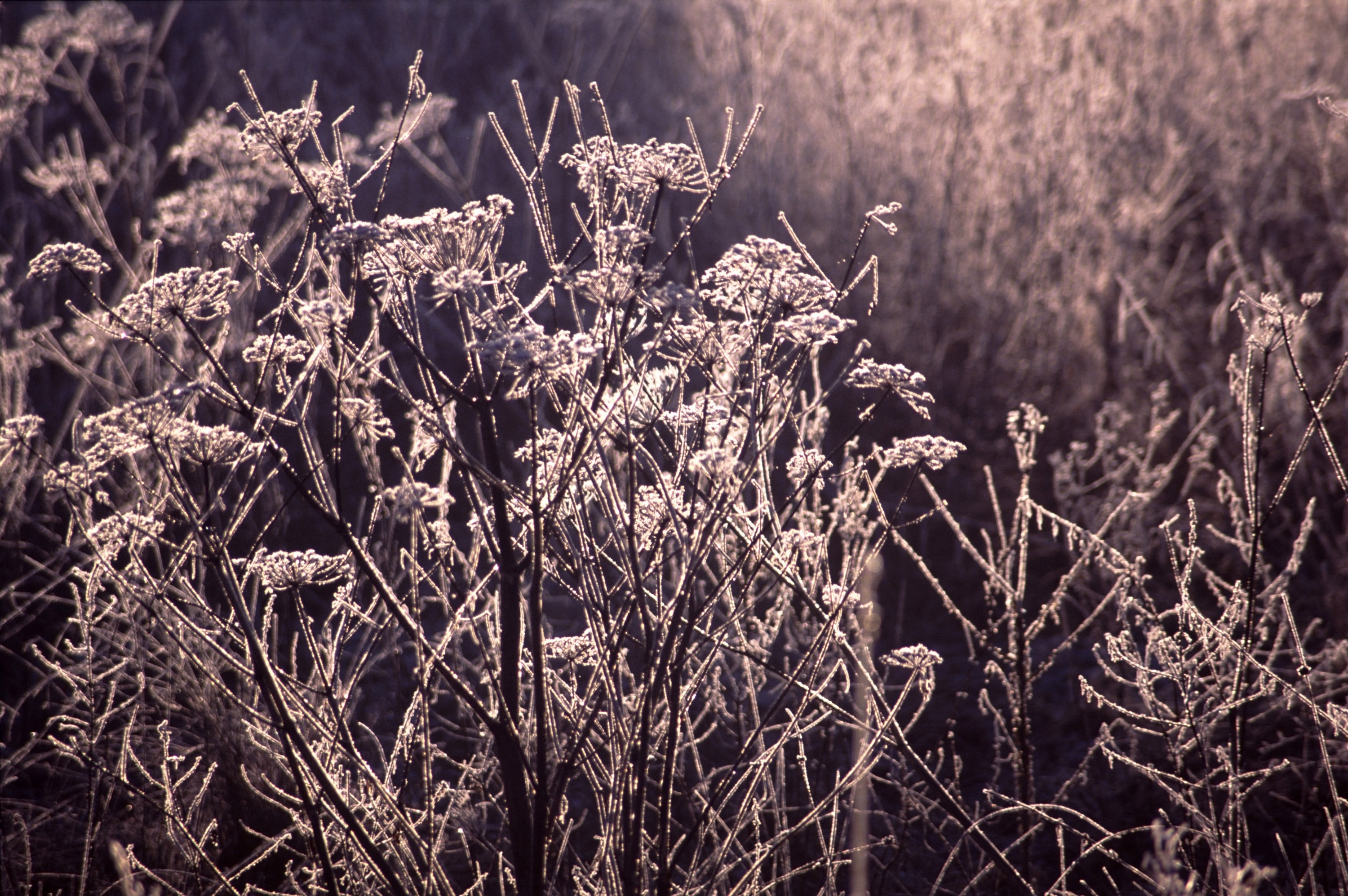 Photo of winter meadow | Free christmas images
