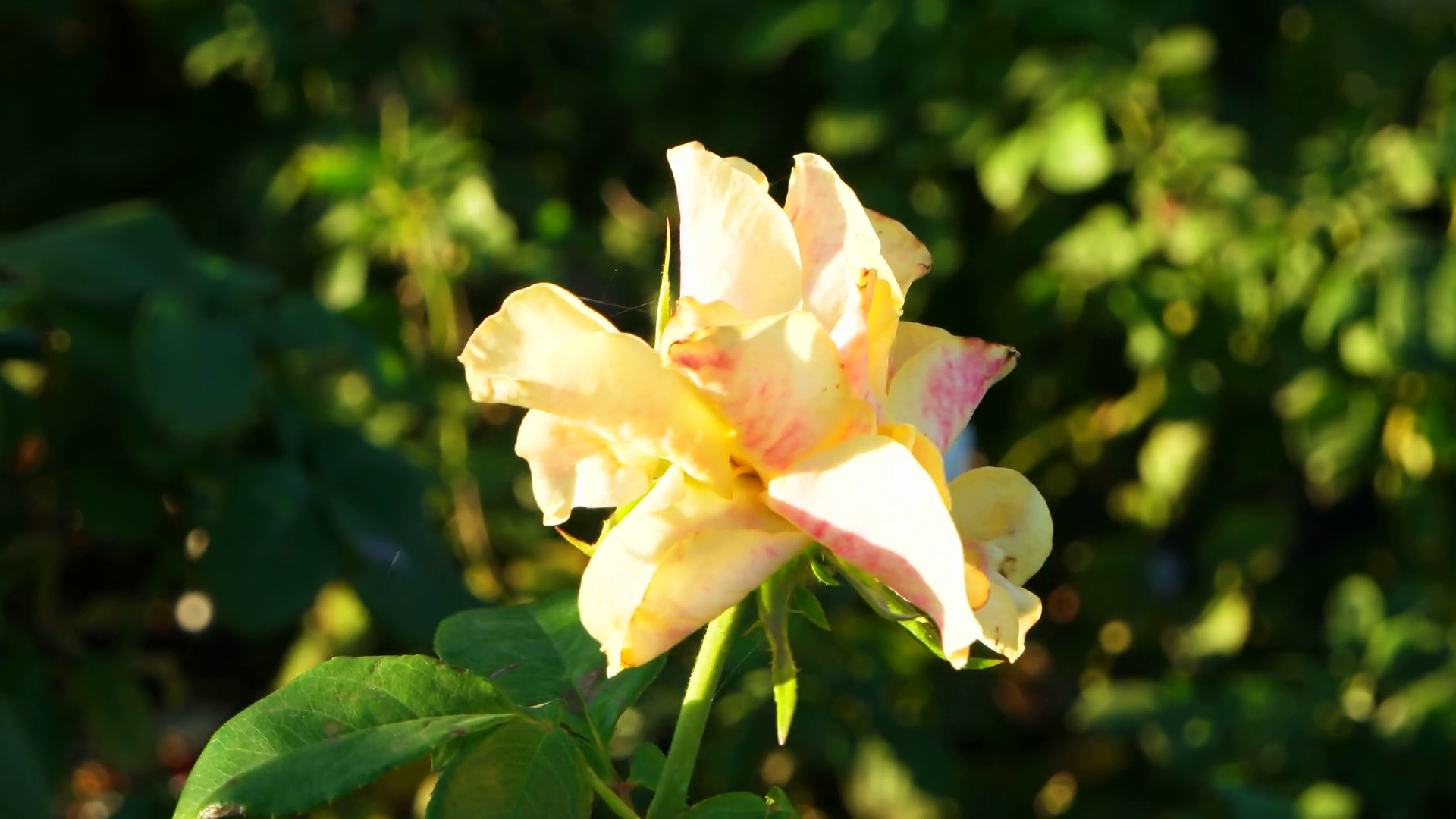 Yellow roses in rosegarden in autumn time set of footages backlit ...