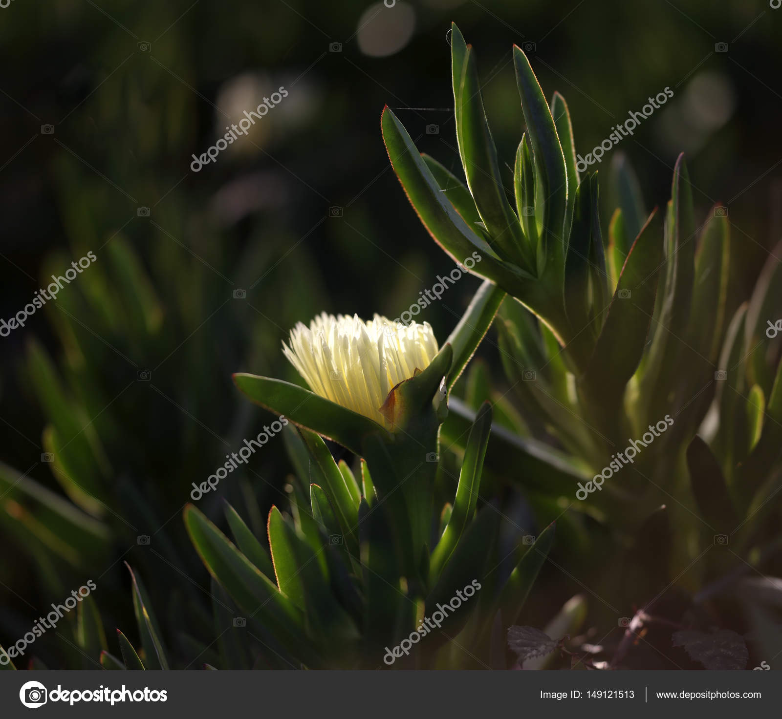Backlit Carprobutus Edulis flower — Stock Photo © zacariasdamata ...