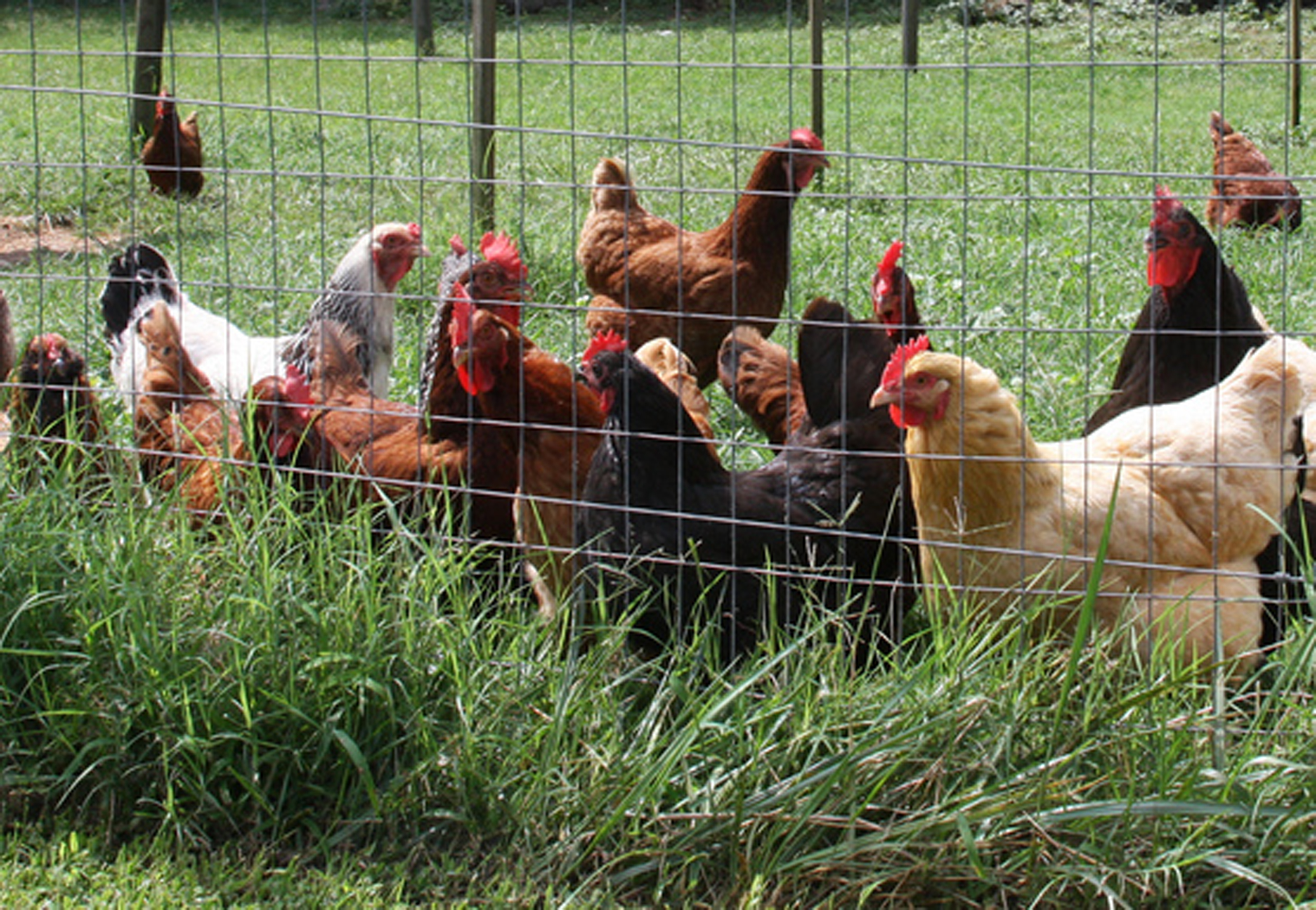CAES NEWS | Backyard Chickens