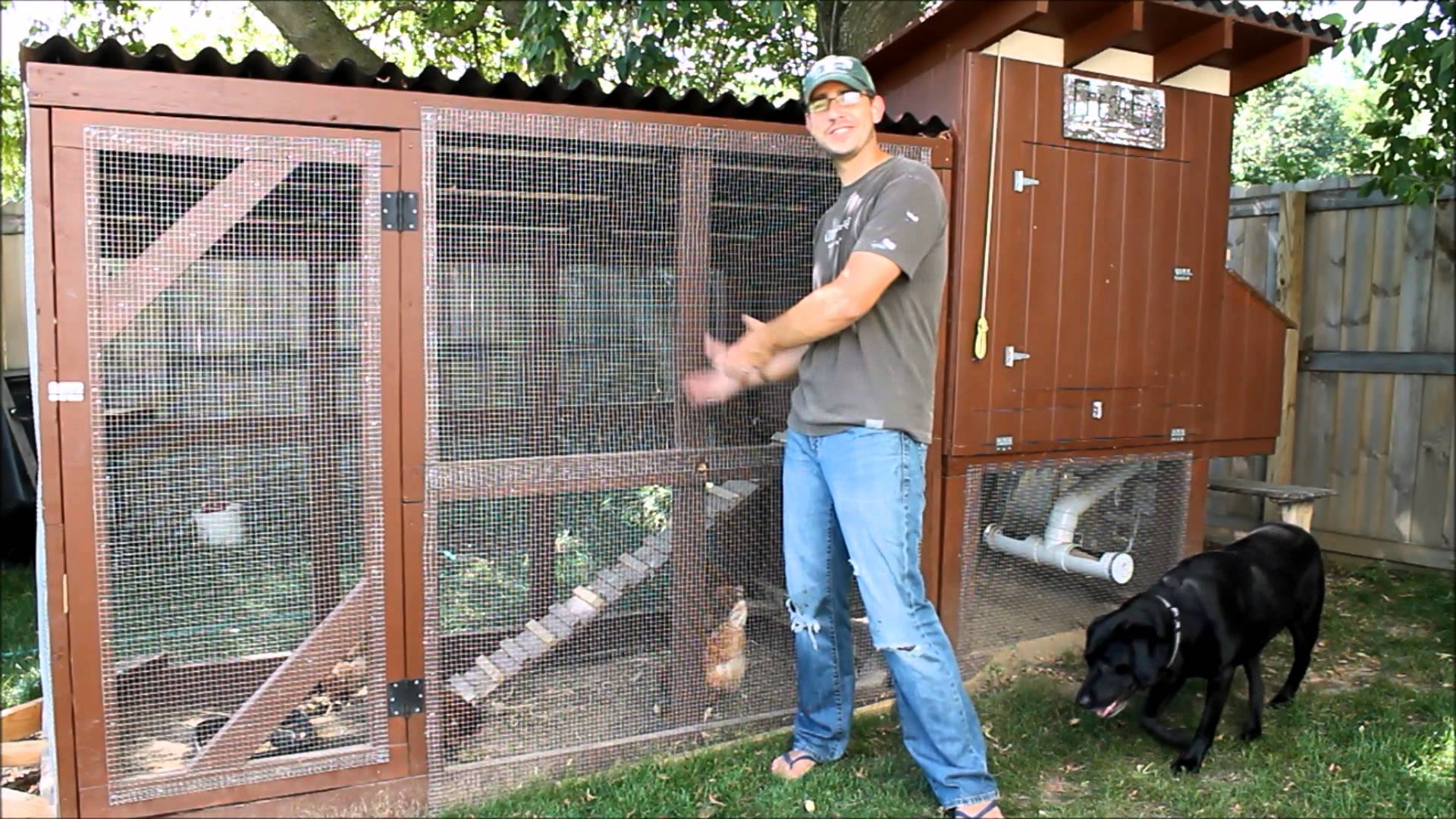 Backyard Chickens - Is it Really Worth it? - YouTube