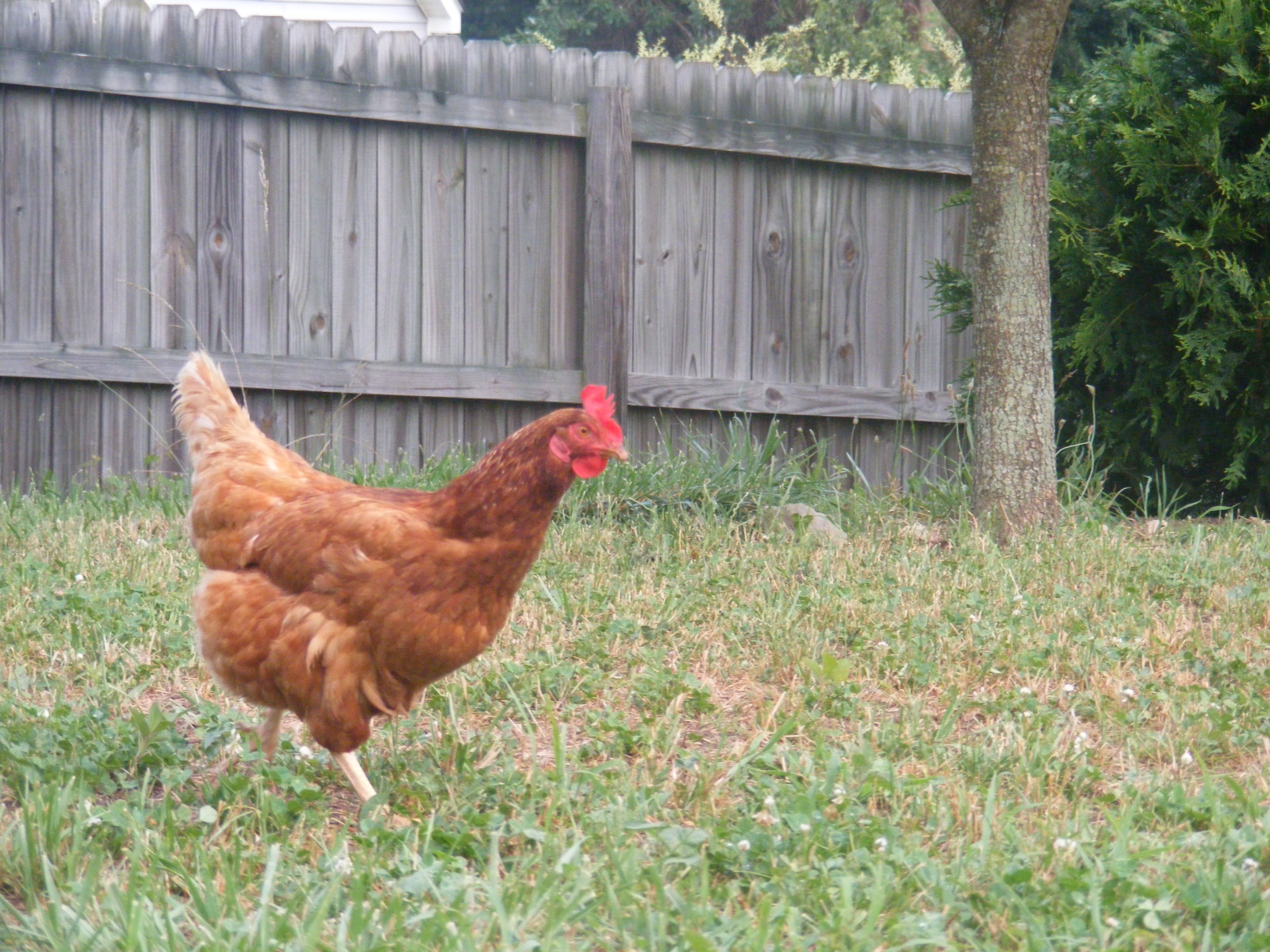True Companion Pet Care - Backyard Chicken Sitter