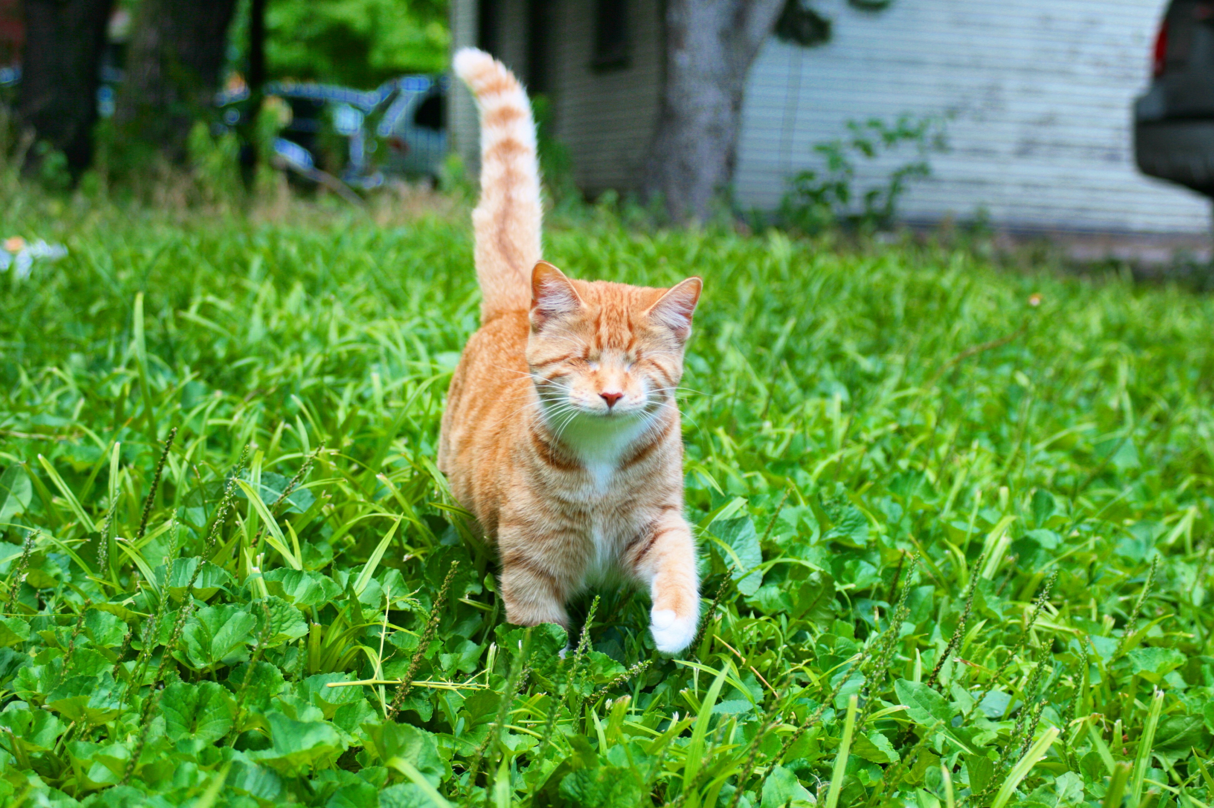 My blind cat Rey enjoying our backyard jungle - Imgur