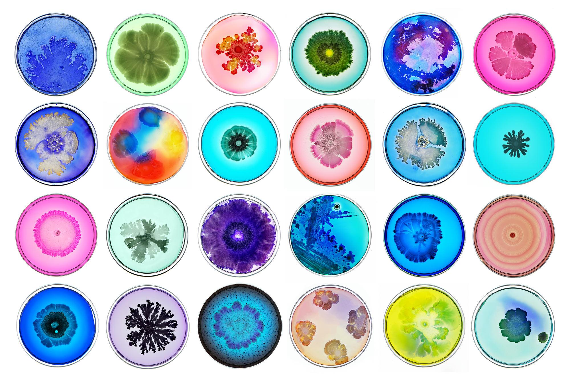 Ideas about Bacteria
