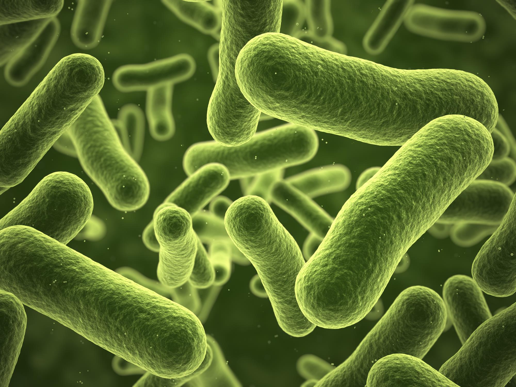 Короче бактерии. Цианобактерии бациллы. Микробы бациллы. Бактерии группы кишечной палочки. Первые бактерии.