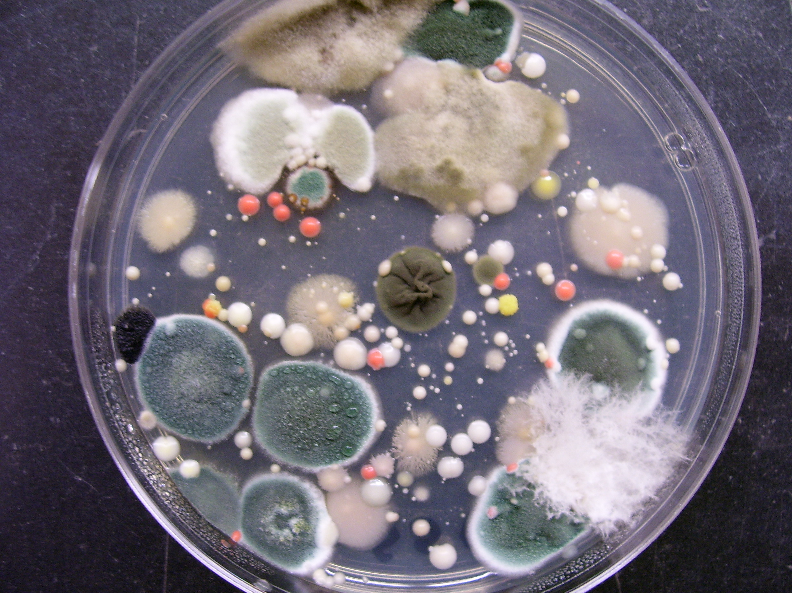 Bacteria Lab
