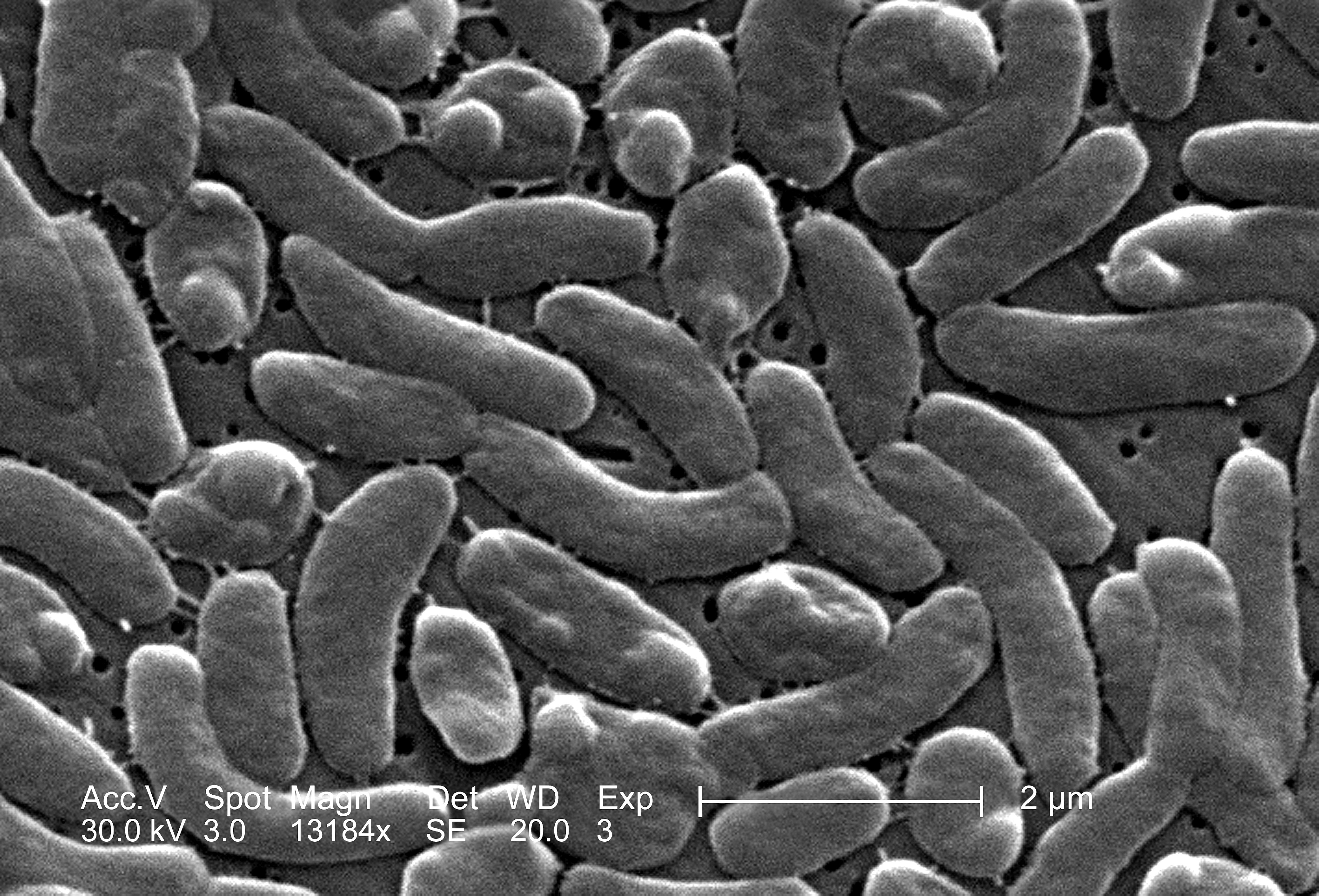 Free picture: grouping, vibrio vulnificus, bacteria
