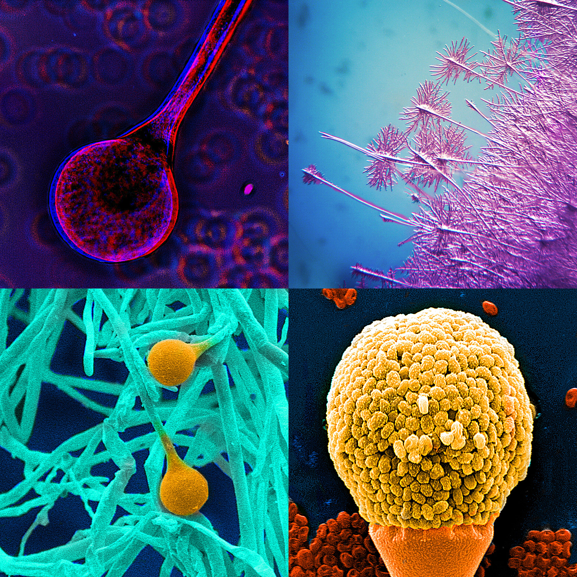 Diversity of fungi and bacteria - Leibniz Institute for Natural ...