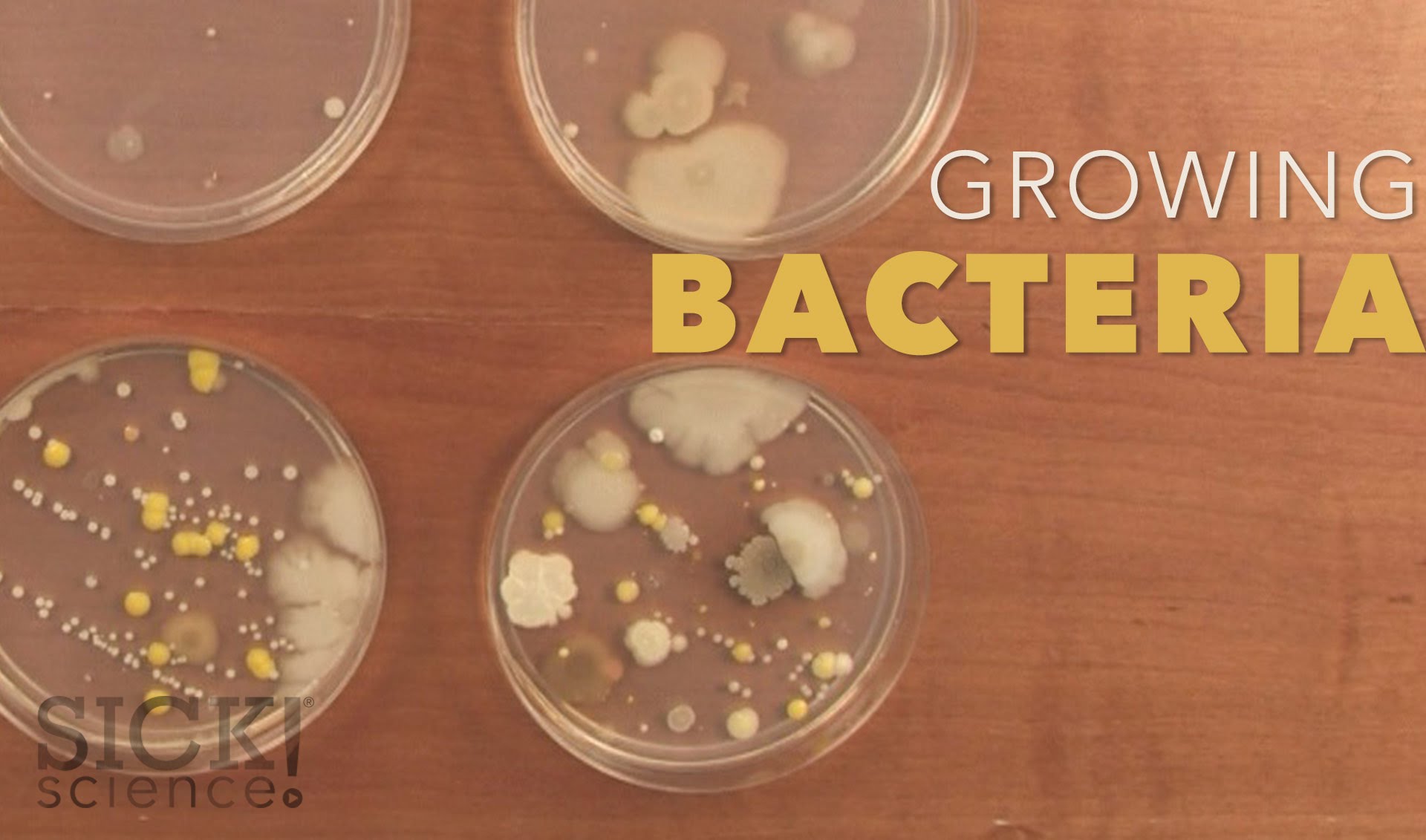 Growing Bacteria - Sick Science! #210 - YouTube