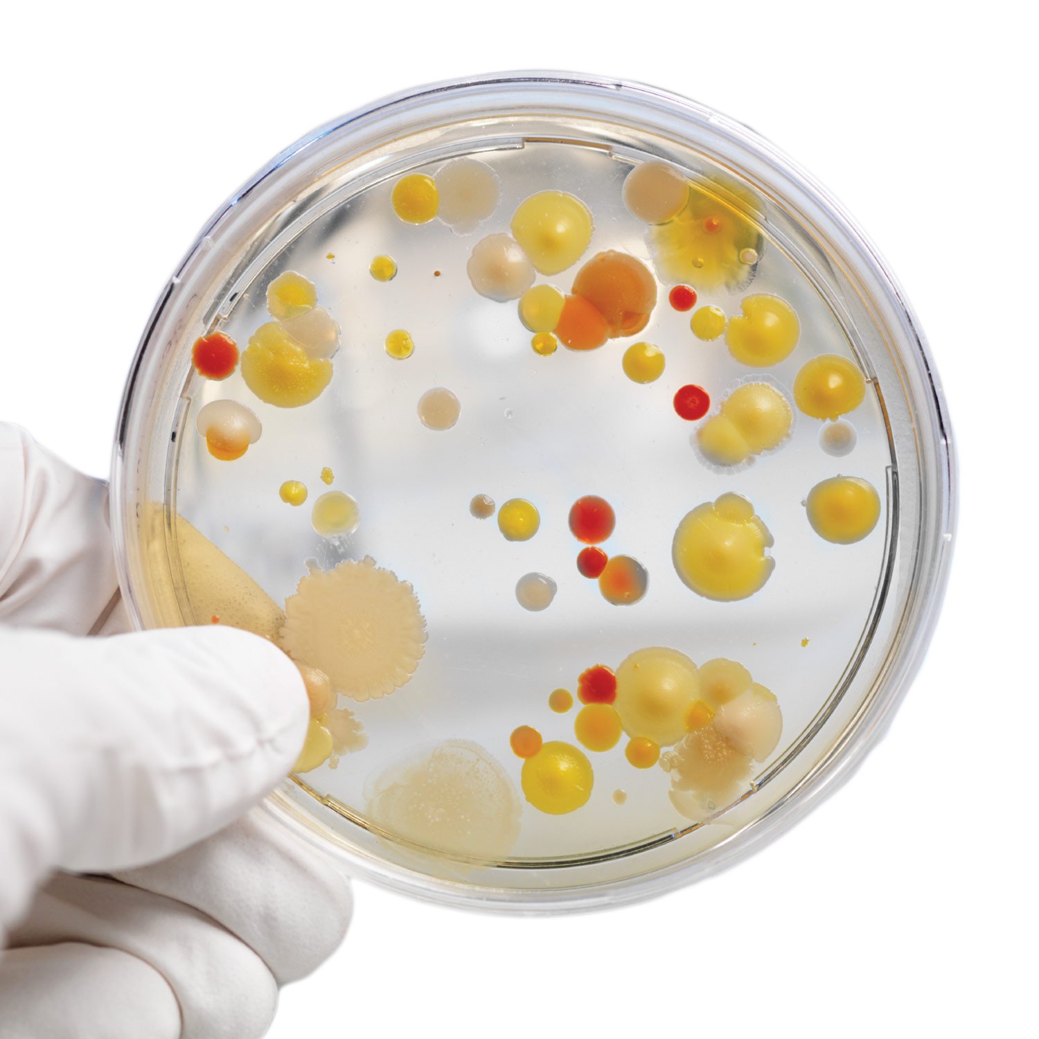 Growing Bacteria Kit - Steve Spangler Science