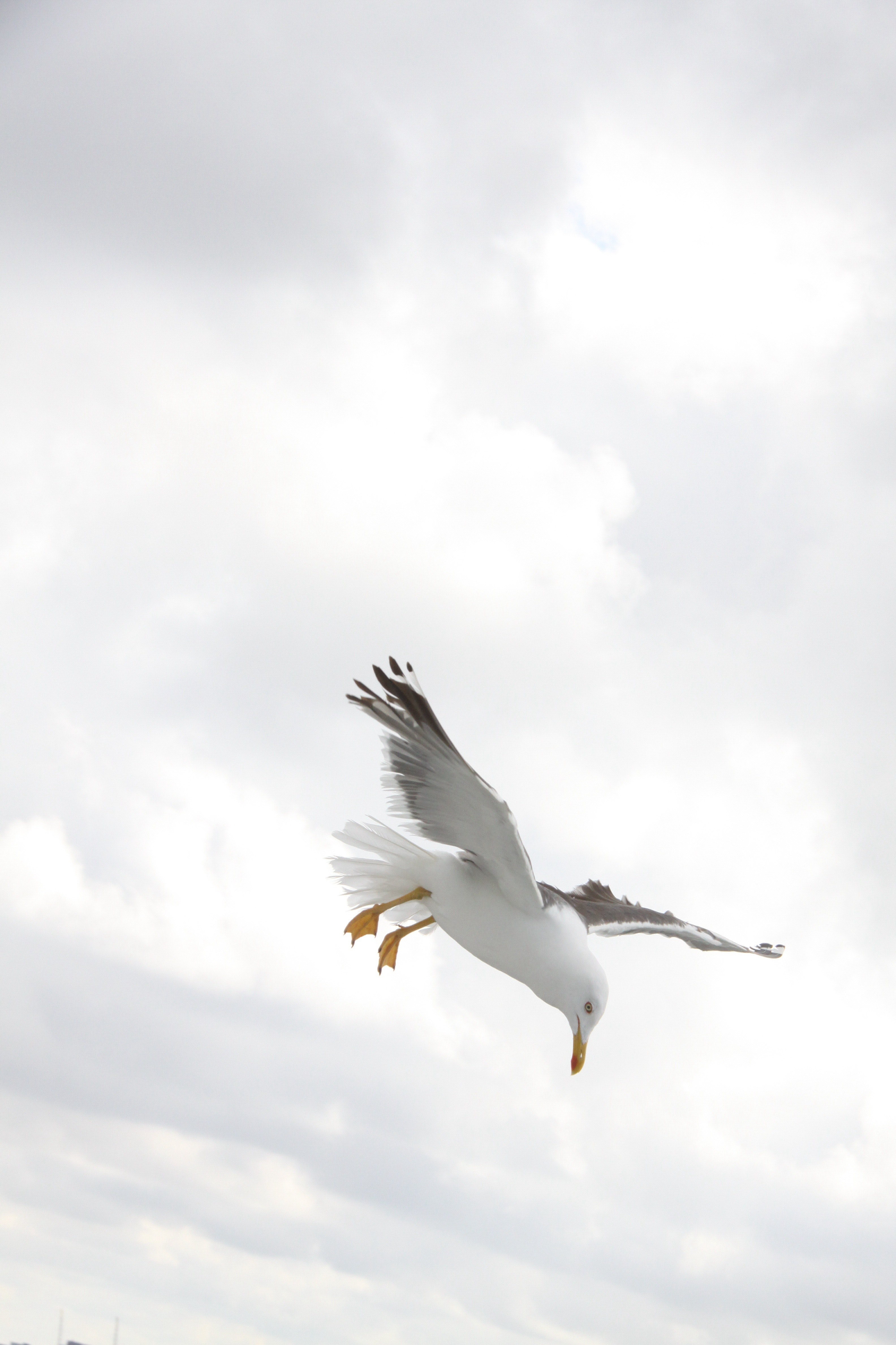 Seagull flying photo