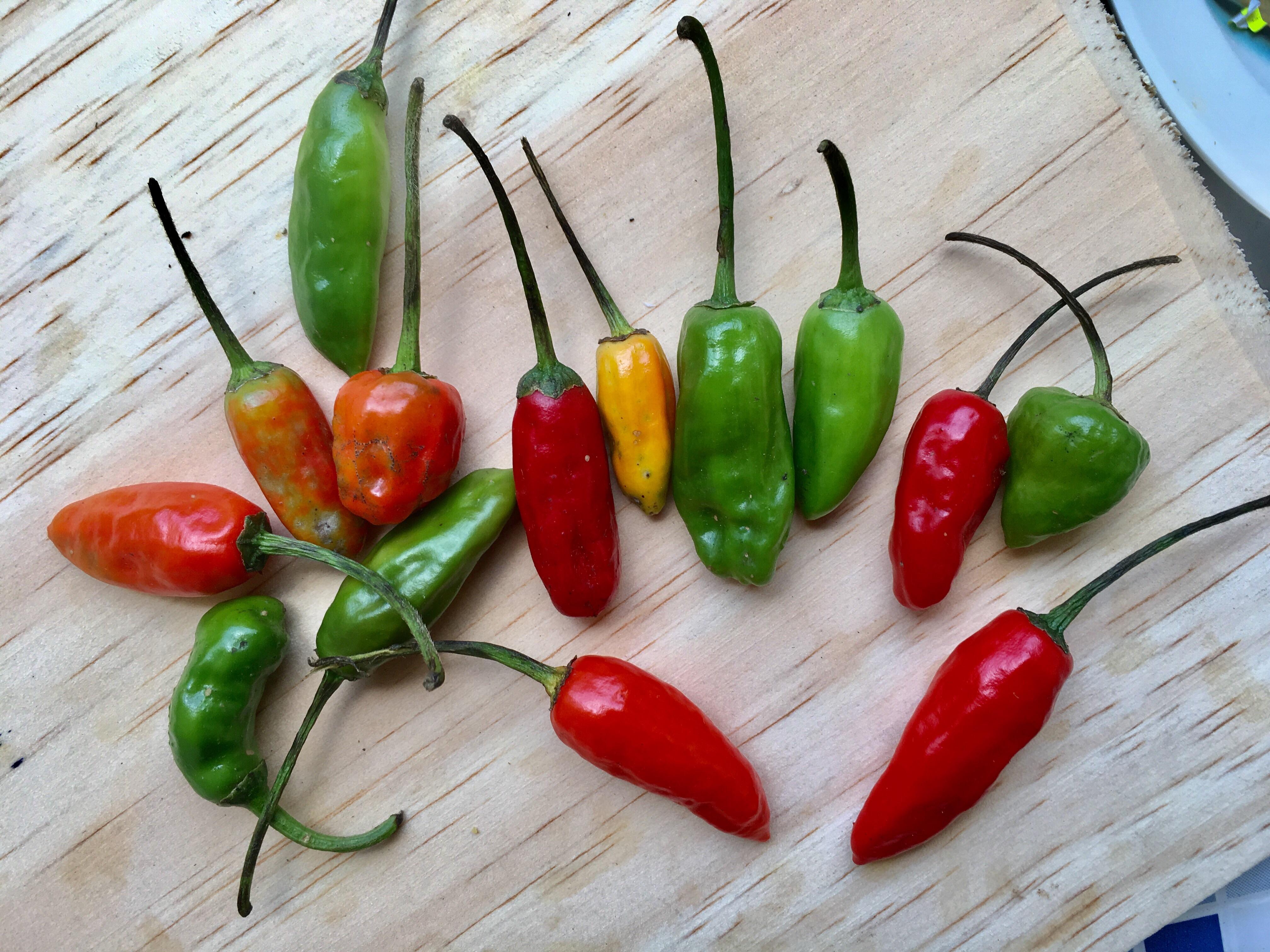 Help identifying a bag of peppers bought in Guatemala : HotPeppers