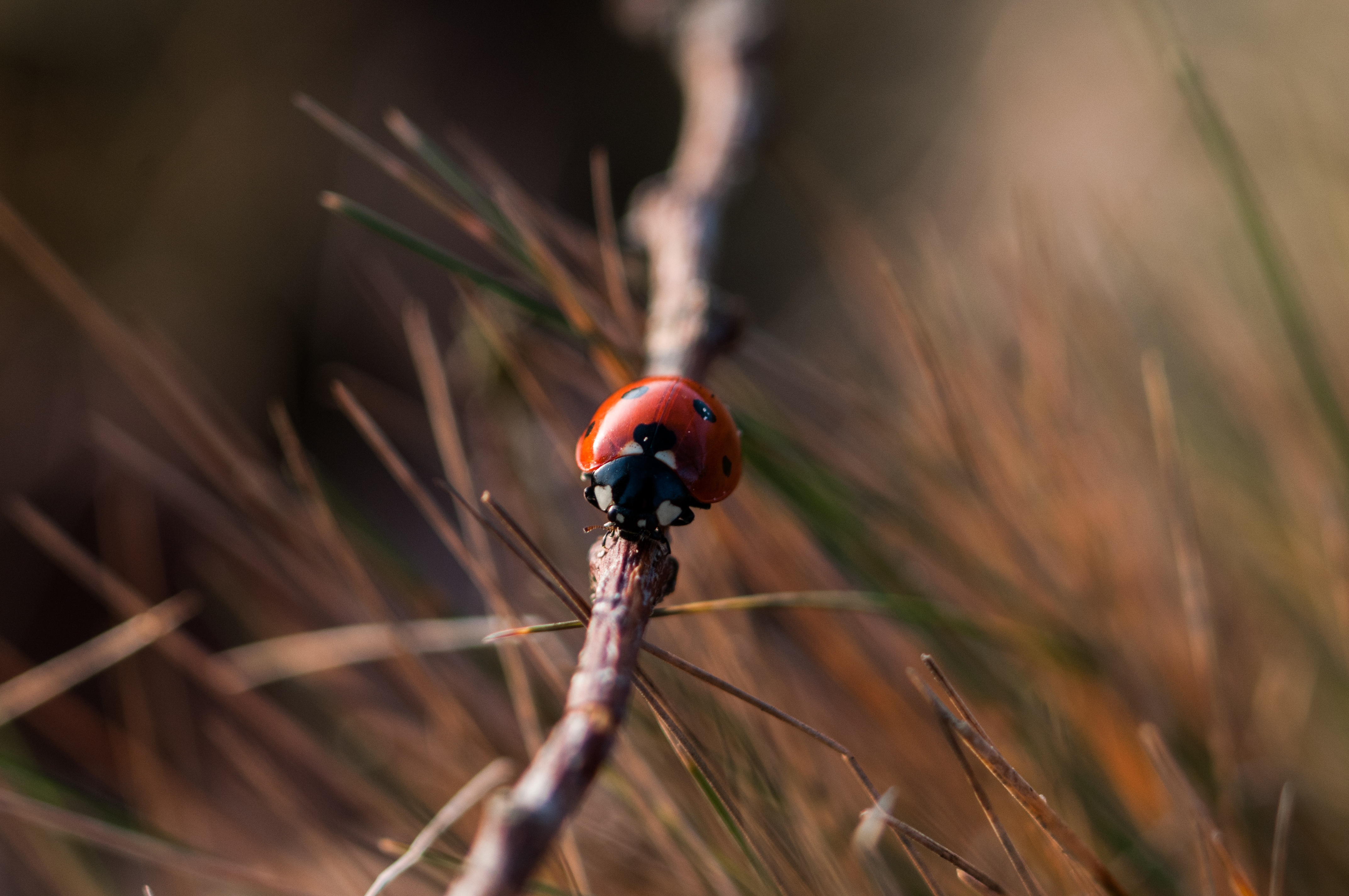 Balance, Fly, Insect, Ladybird, Wood, HQ Photo