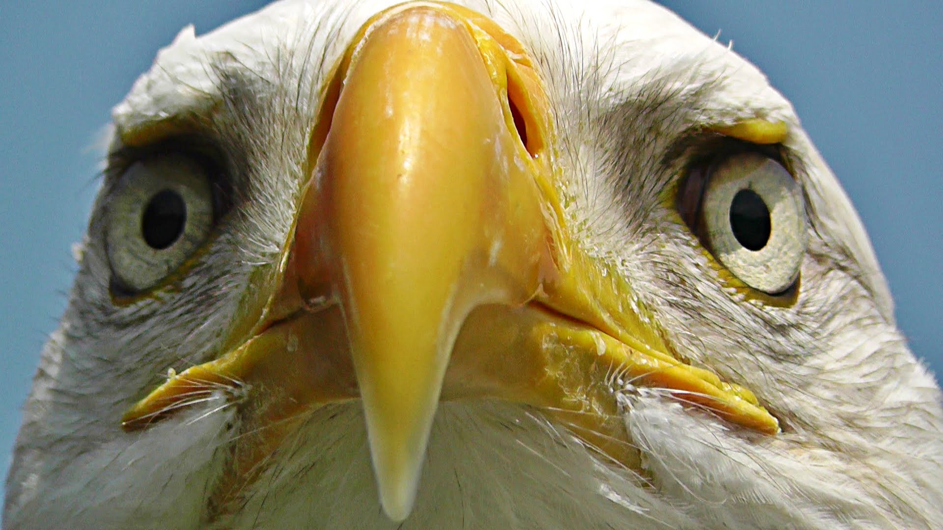 Bald Eagle Bird - Birds of Prey - Awesome Close Up - YouTube