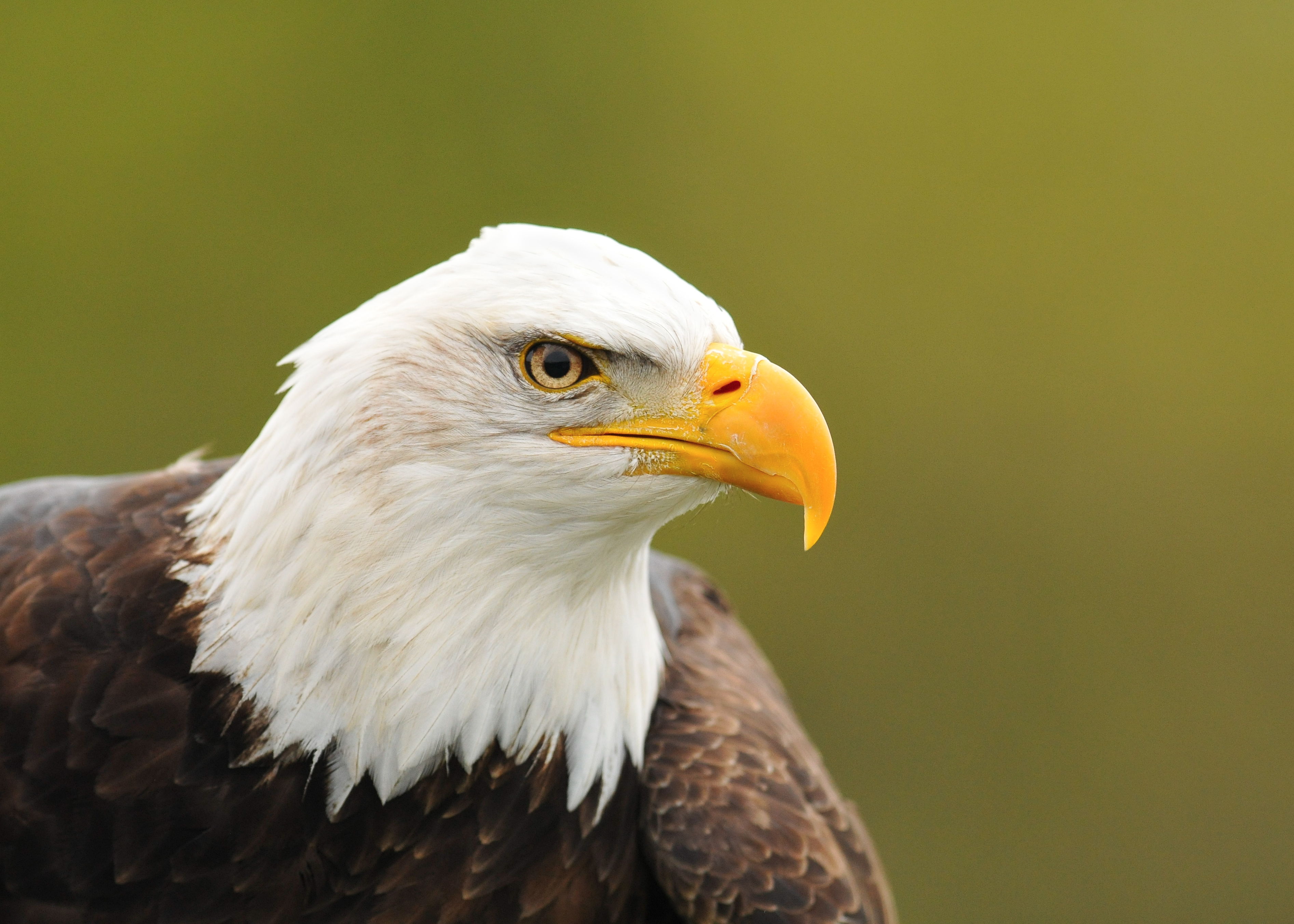 Why we love Bald Eagles – The rare Blog