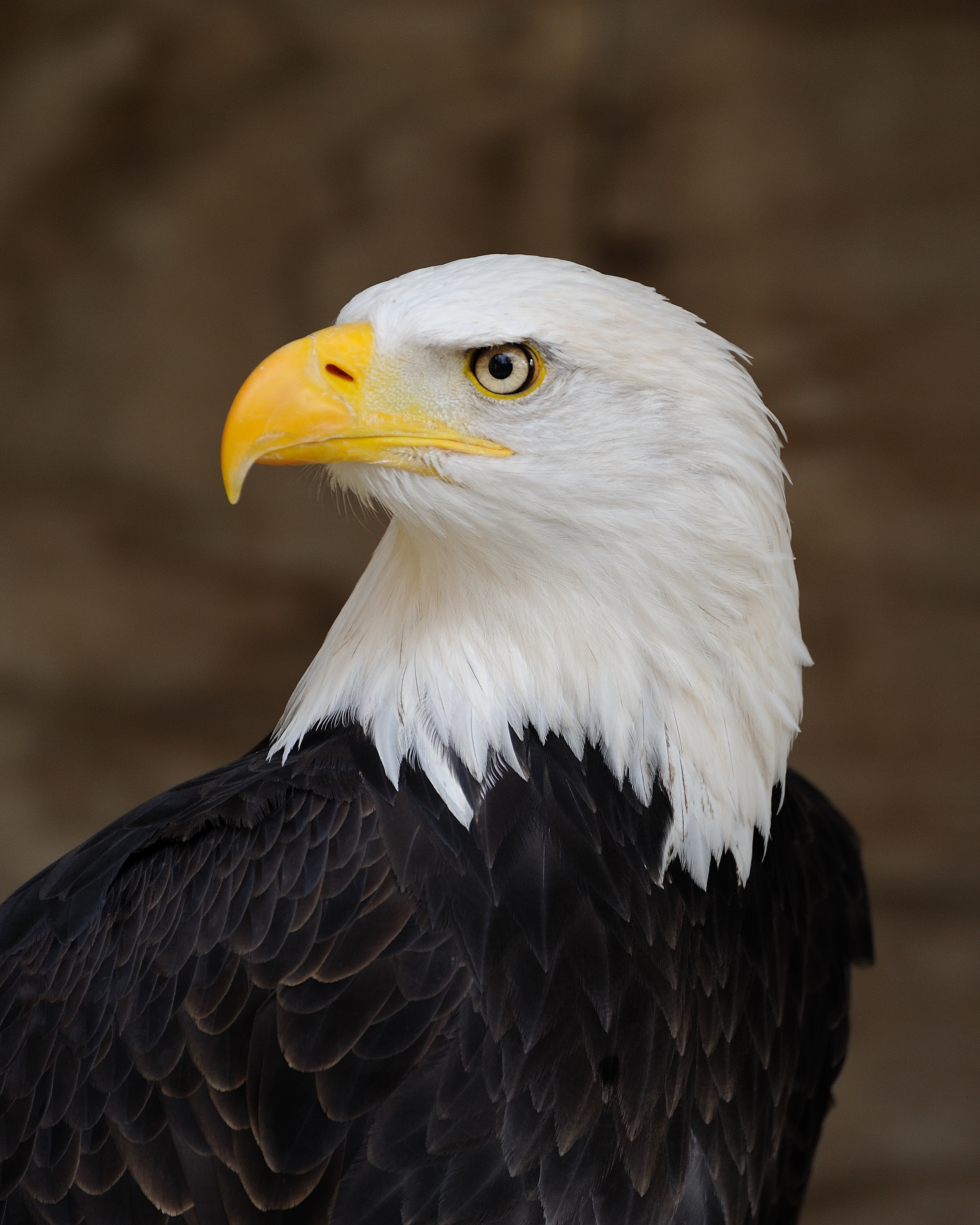 Bald eagle - Wikipedia
