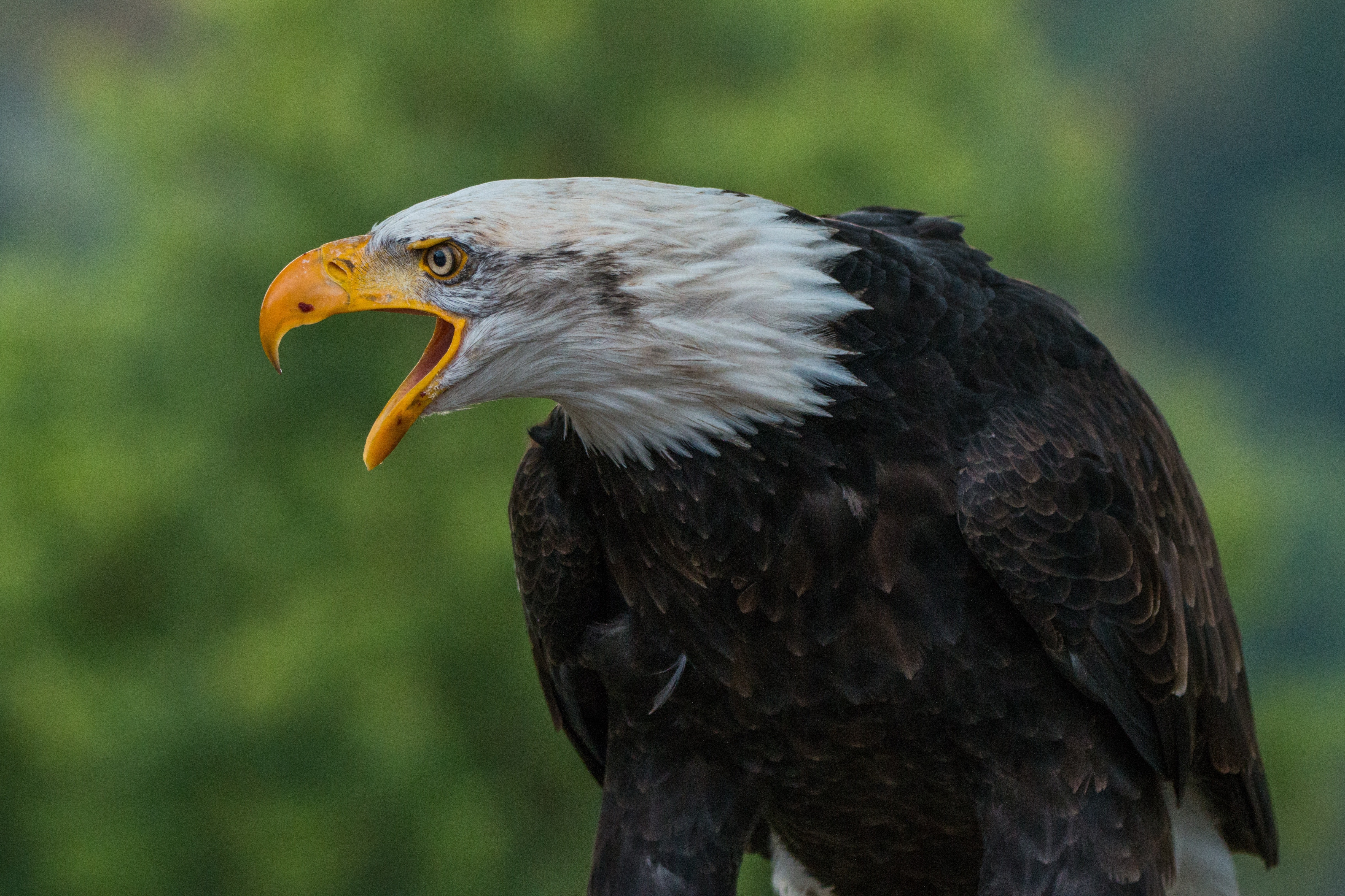 Free stock photos of bald eagle · Pexels