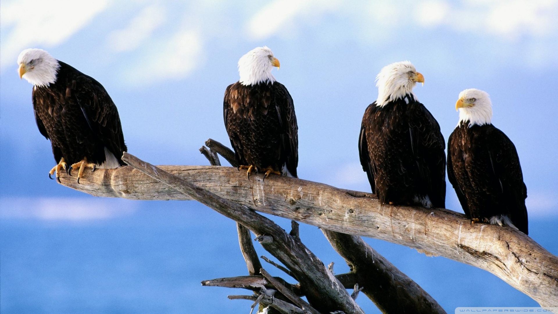 What Have We Done to Help? - Bald Eagles in North America ...