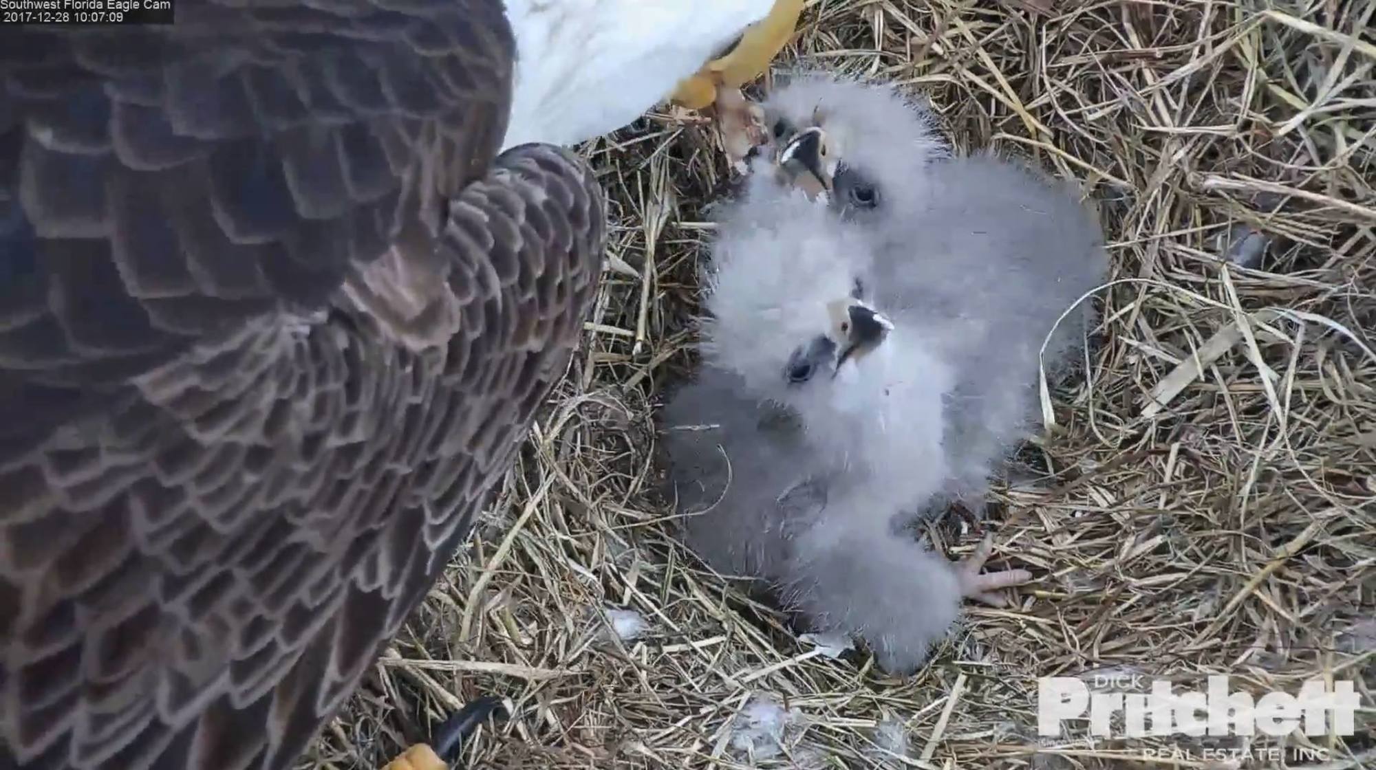 Florida nest cam captures hatching of 2 bald eagle babies - Orlando ...
