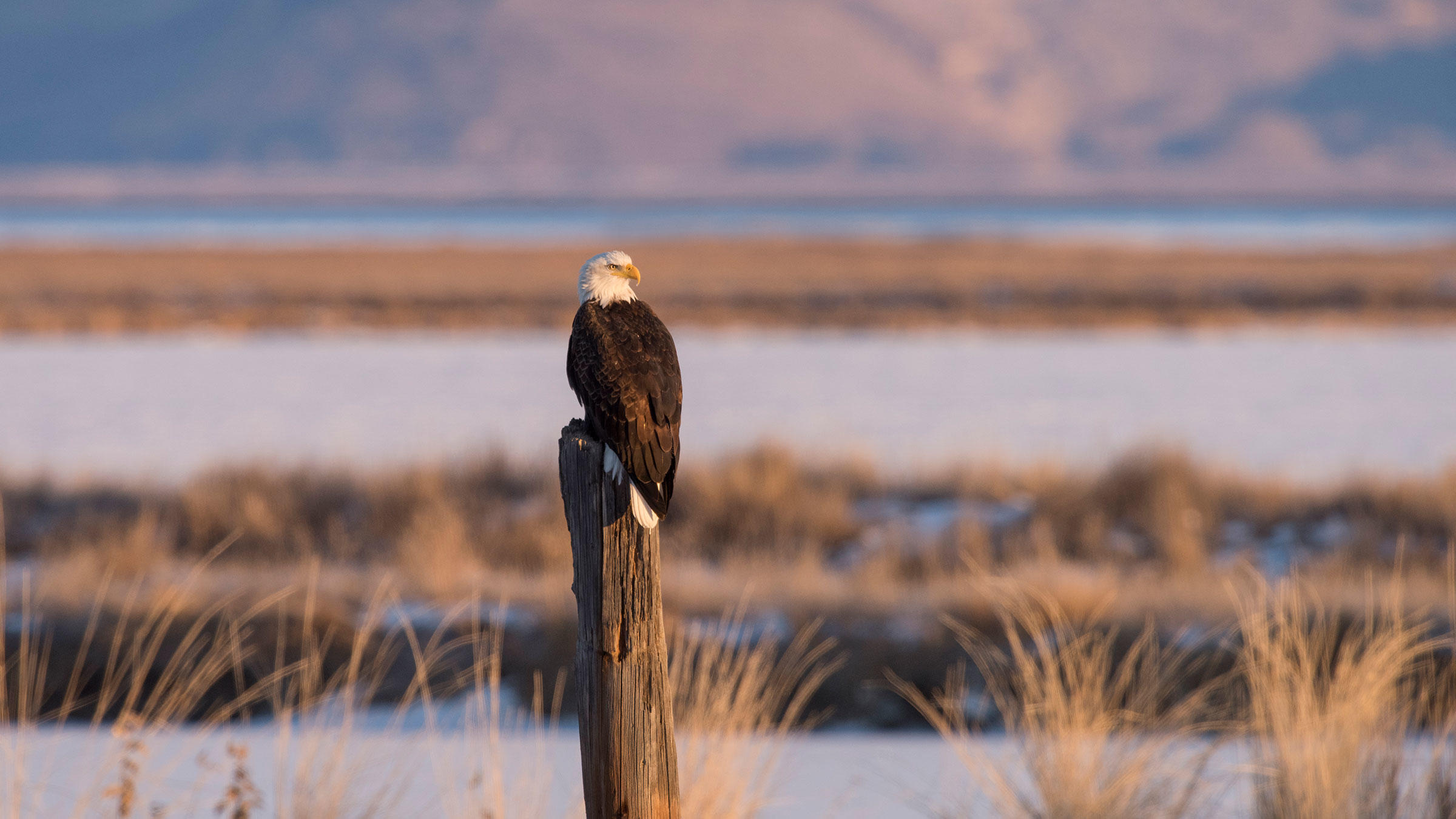 Five Hotspots for Photographing Bald Eagles | Audubon