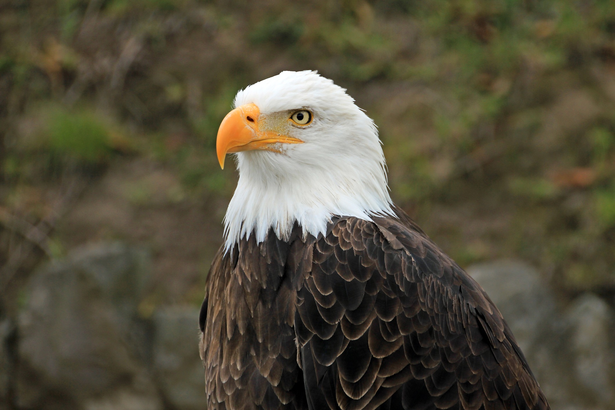 Bald Eagle Ecology for Teachers » New Jersey Education Association